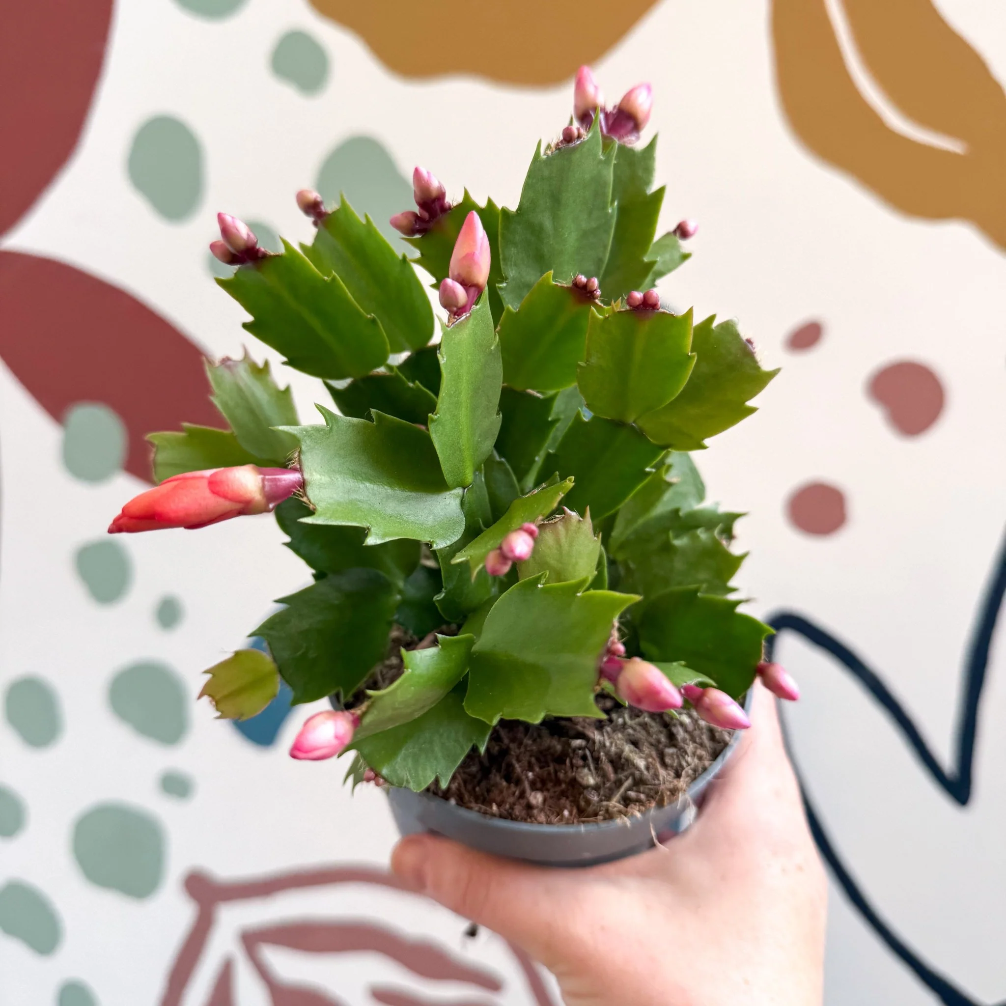 Schlumbergera - Bright Orange Holiday Cactus - Image 12