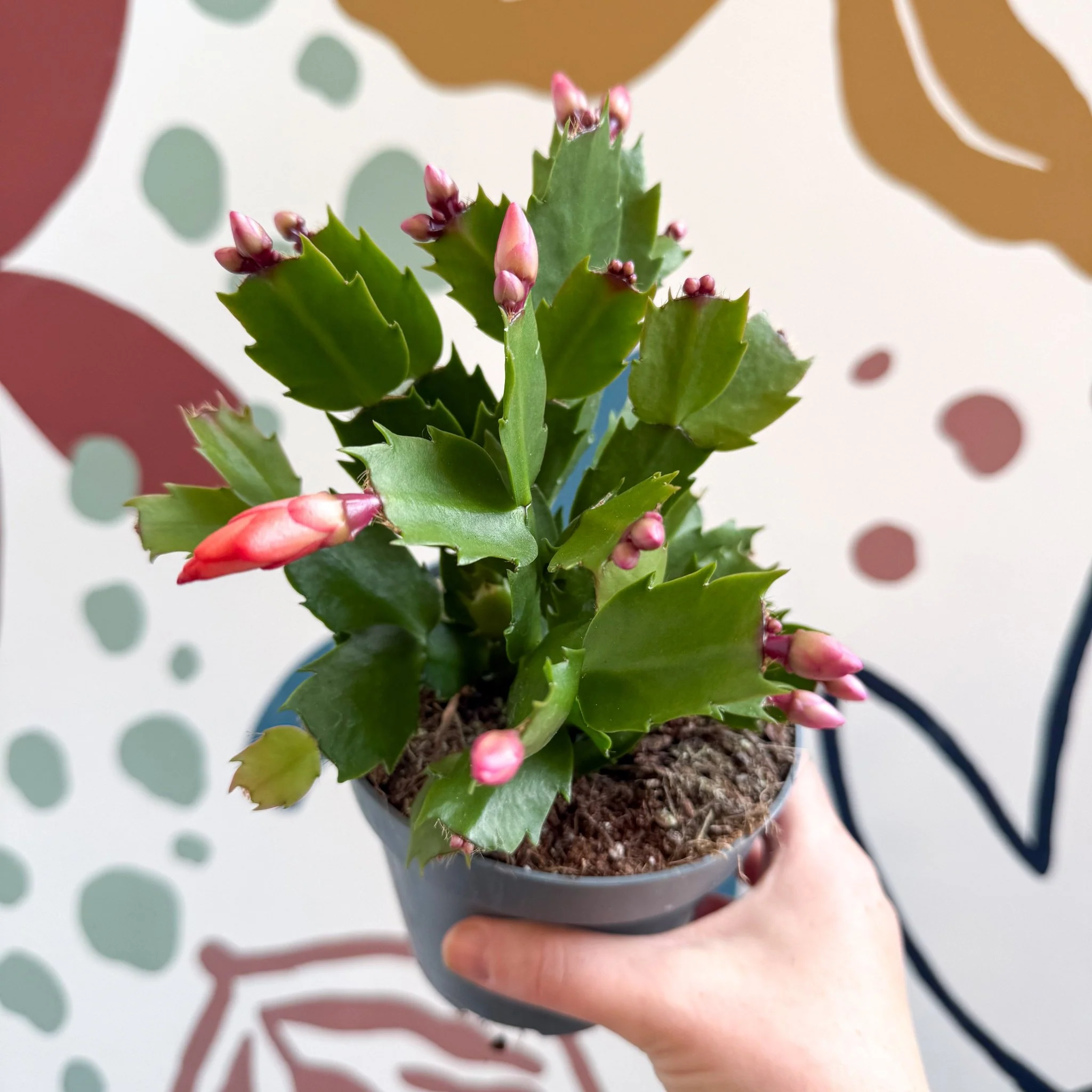 Schlumbergera - Bright Orange Holiday Cactus - Image 13