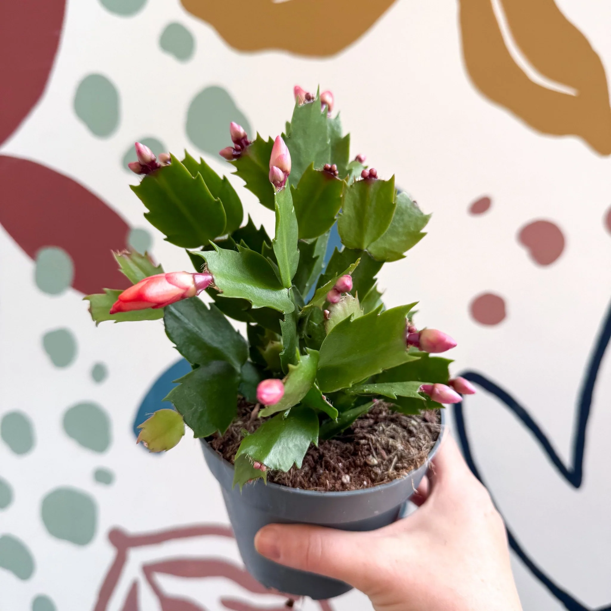 Schlumbergera - Bright Orange Holiday Cactus - Image 14