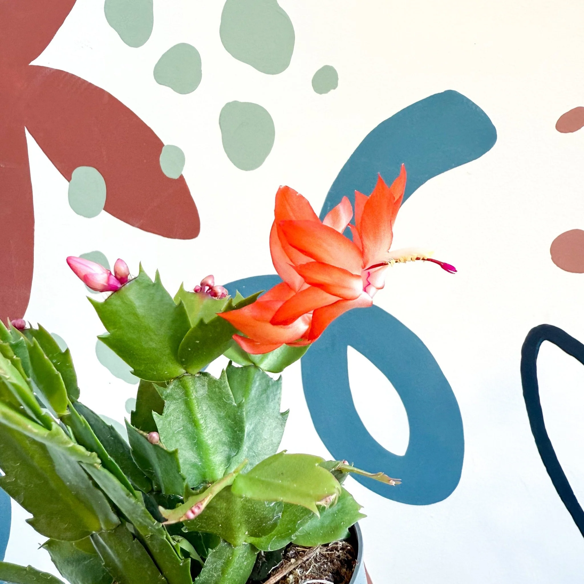Schlumbergera - Bright Orange Holiday Cactus - Image 15