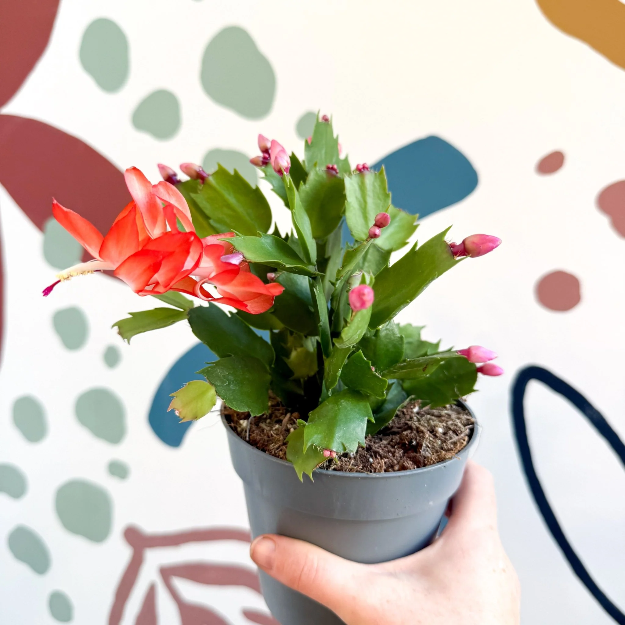 Schlumbergera - Bright Orange Holiday Cactus - Image 16