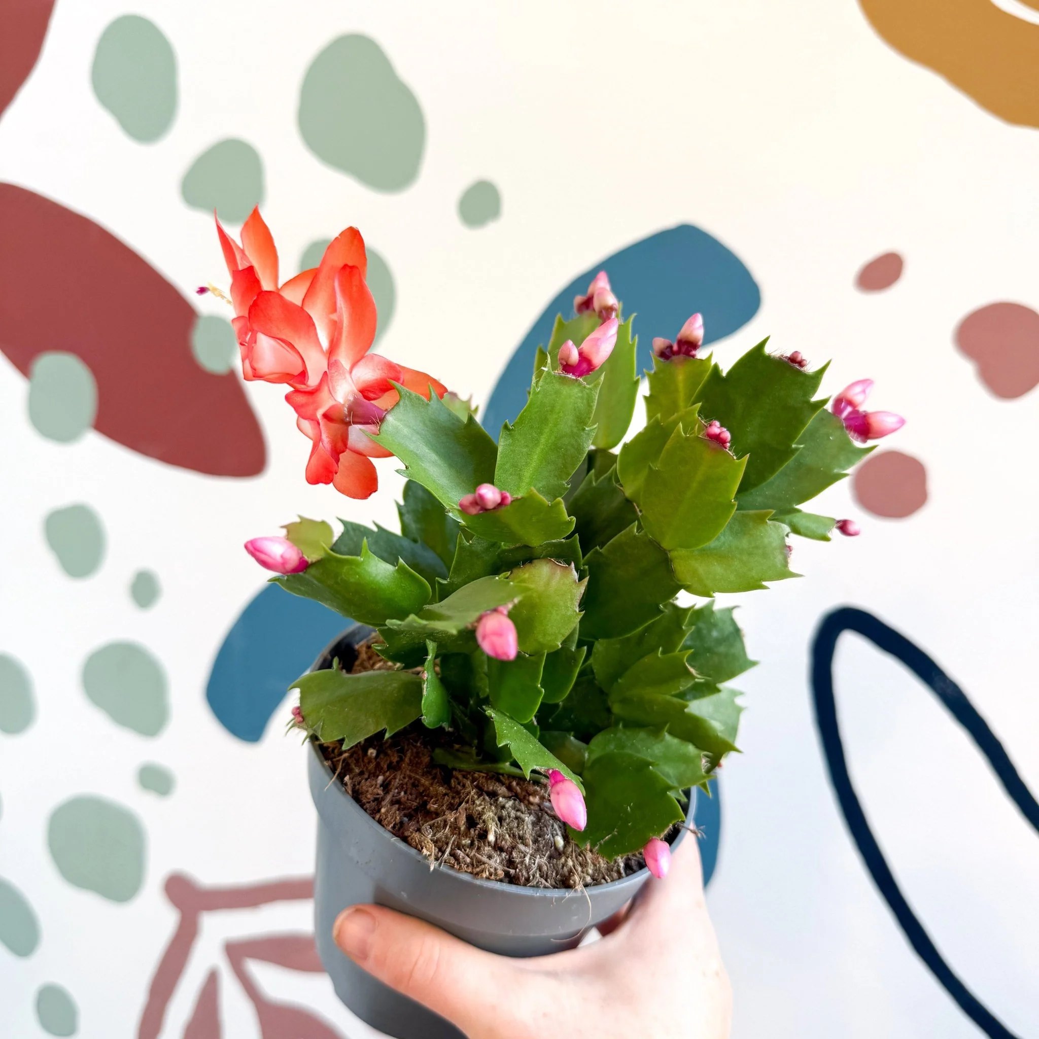 Schlumbergera - Bright Orange Holiday Cactus - Image 17