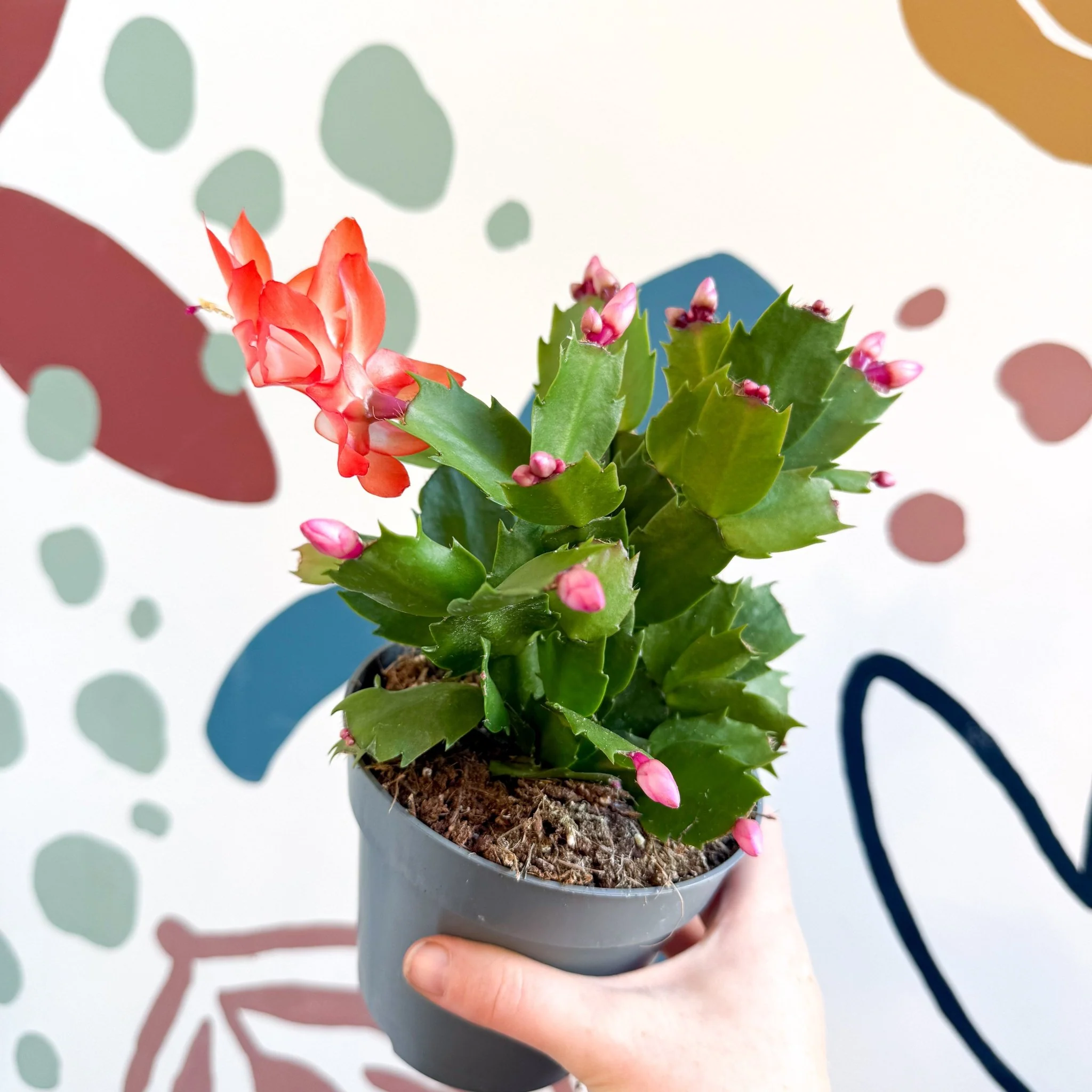 Schlumbergera - Bright Orange Holiday Cactus - Image 18