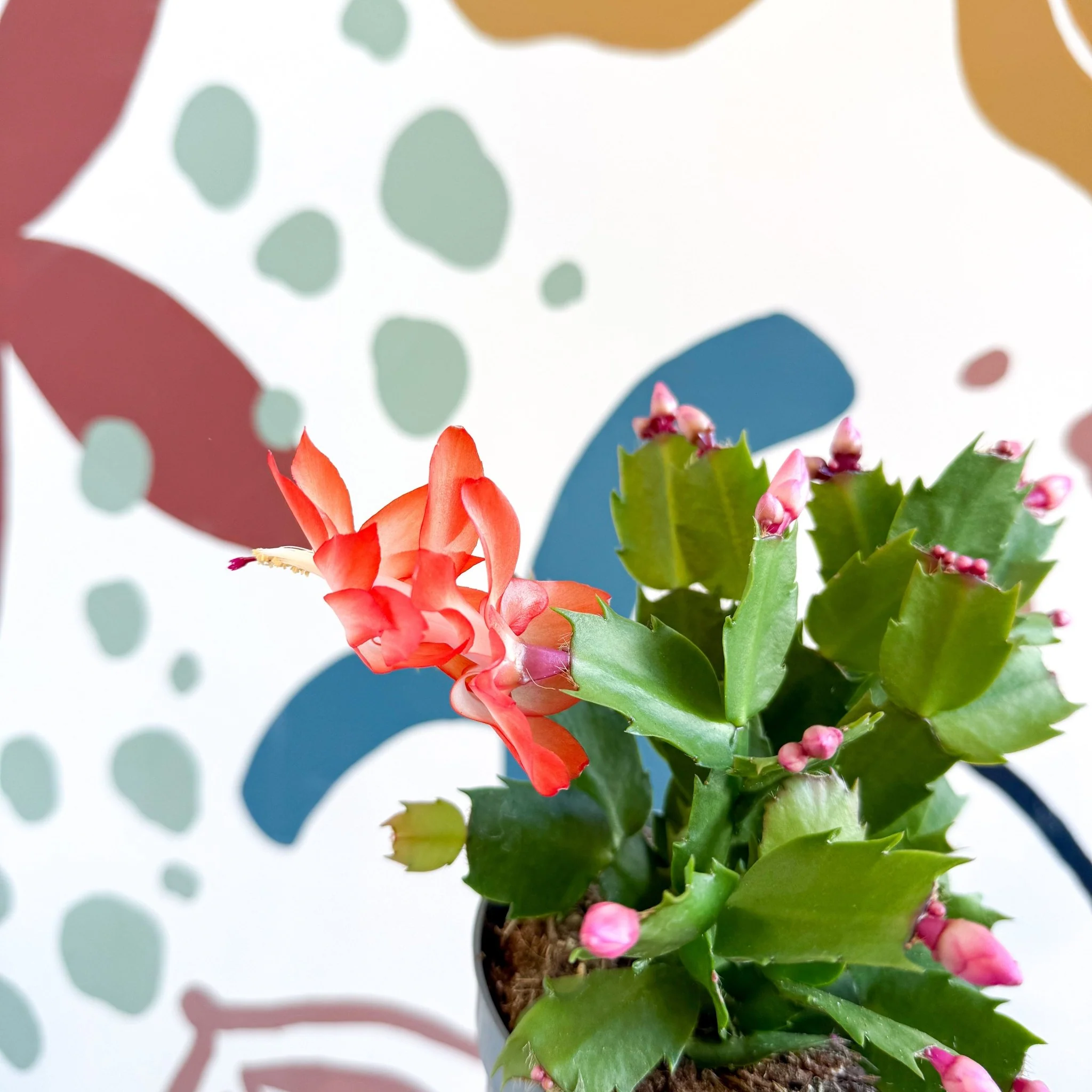 Schlumbergera - Bright Orange Holiday Cactus - Image 19