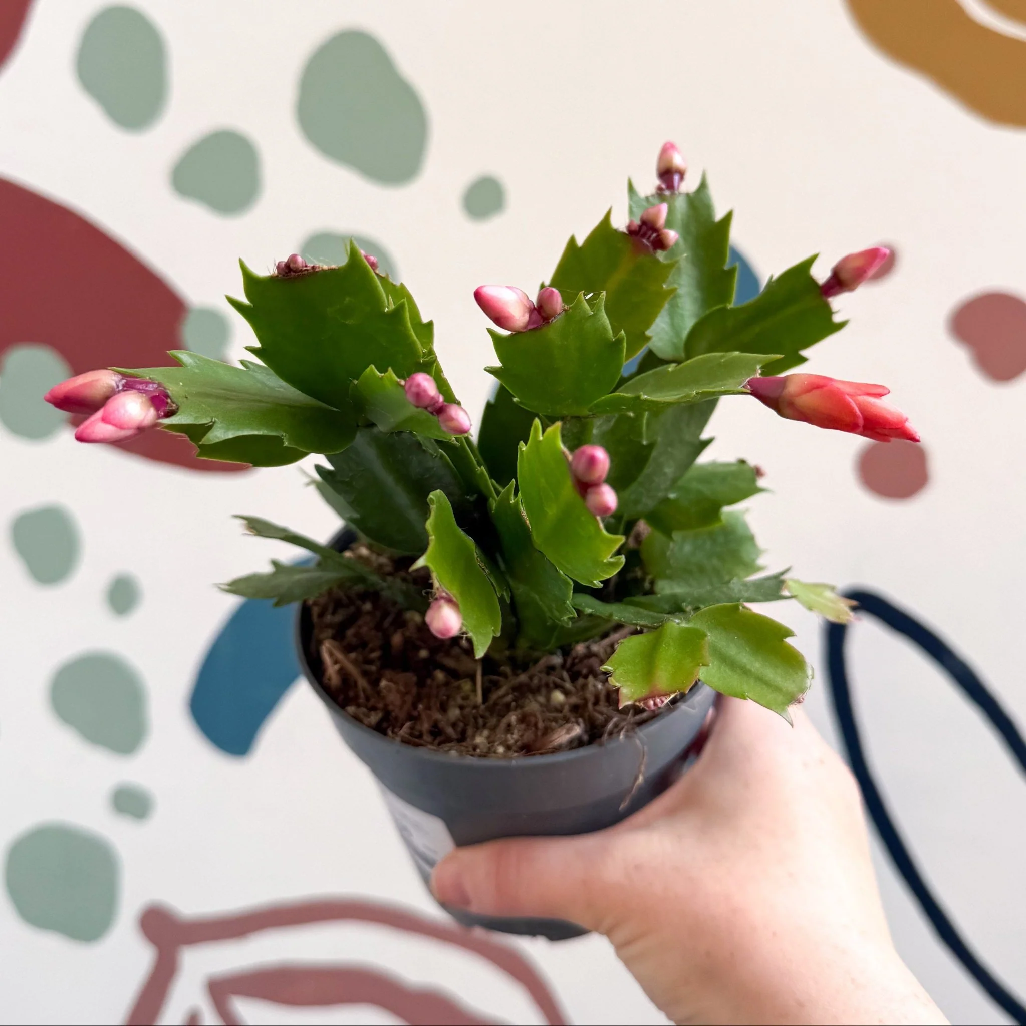 Schlumbergera - Bright Orange Holiday Cactus - Image 2