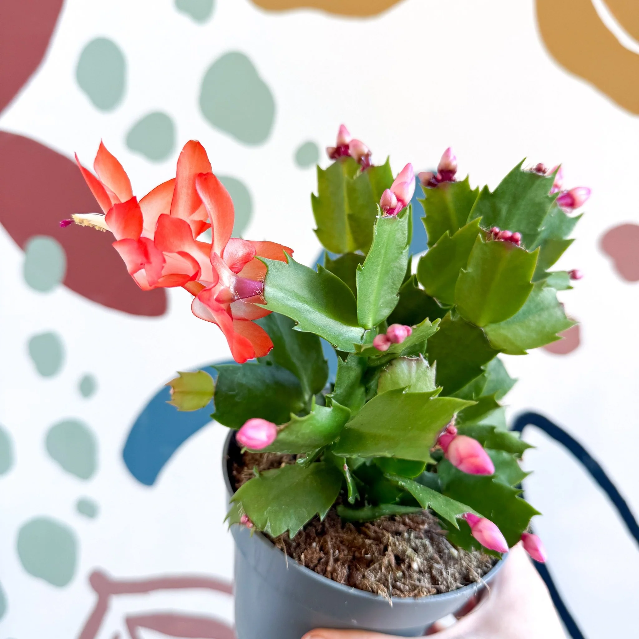 Schlumbergera - Bright Orange Holiday Cactus - Image 20