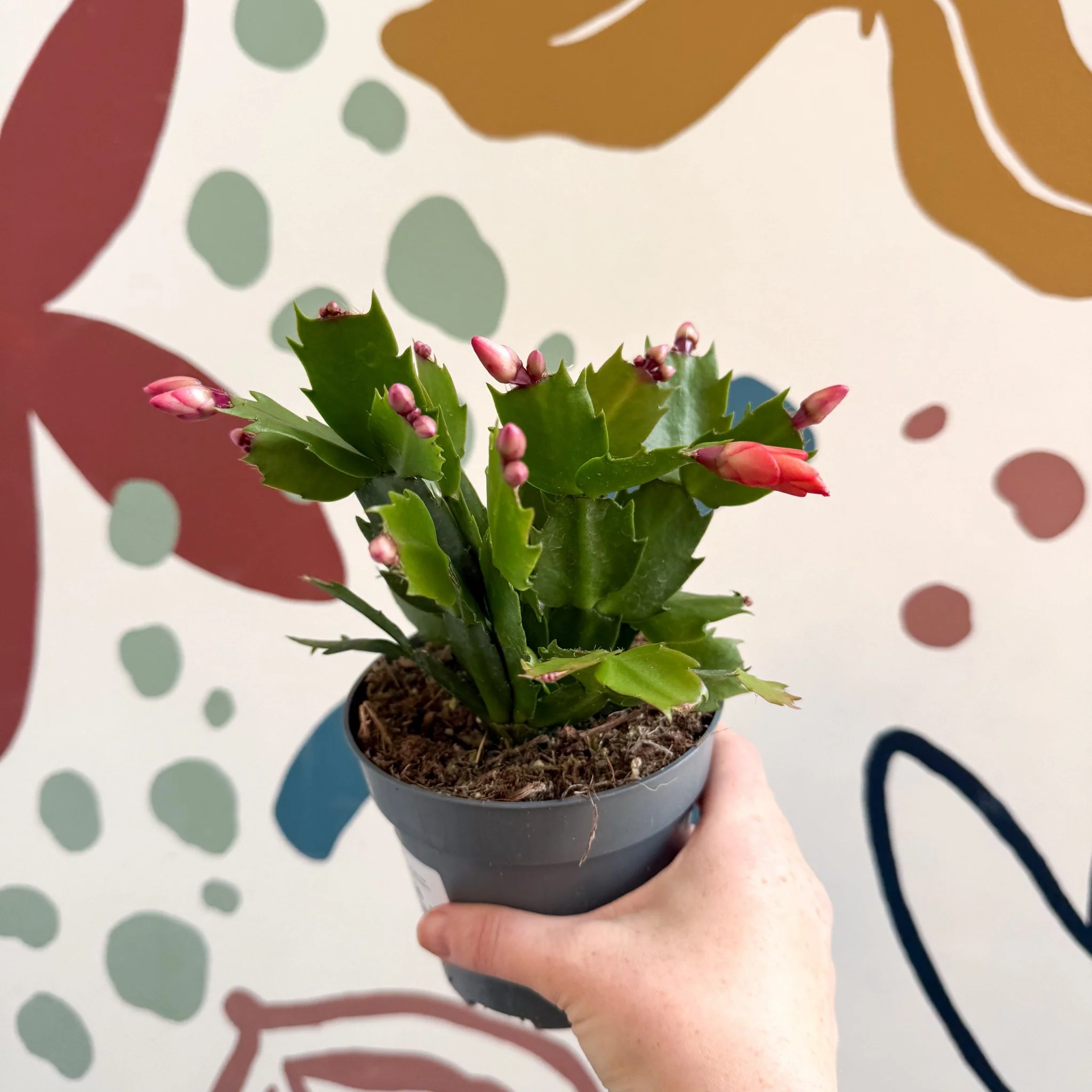 Schlumbergera - Bright Orange Holiday Cactus - Image 3