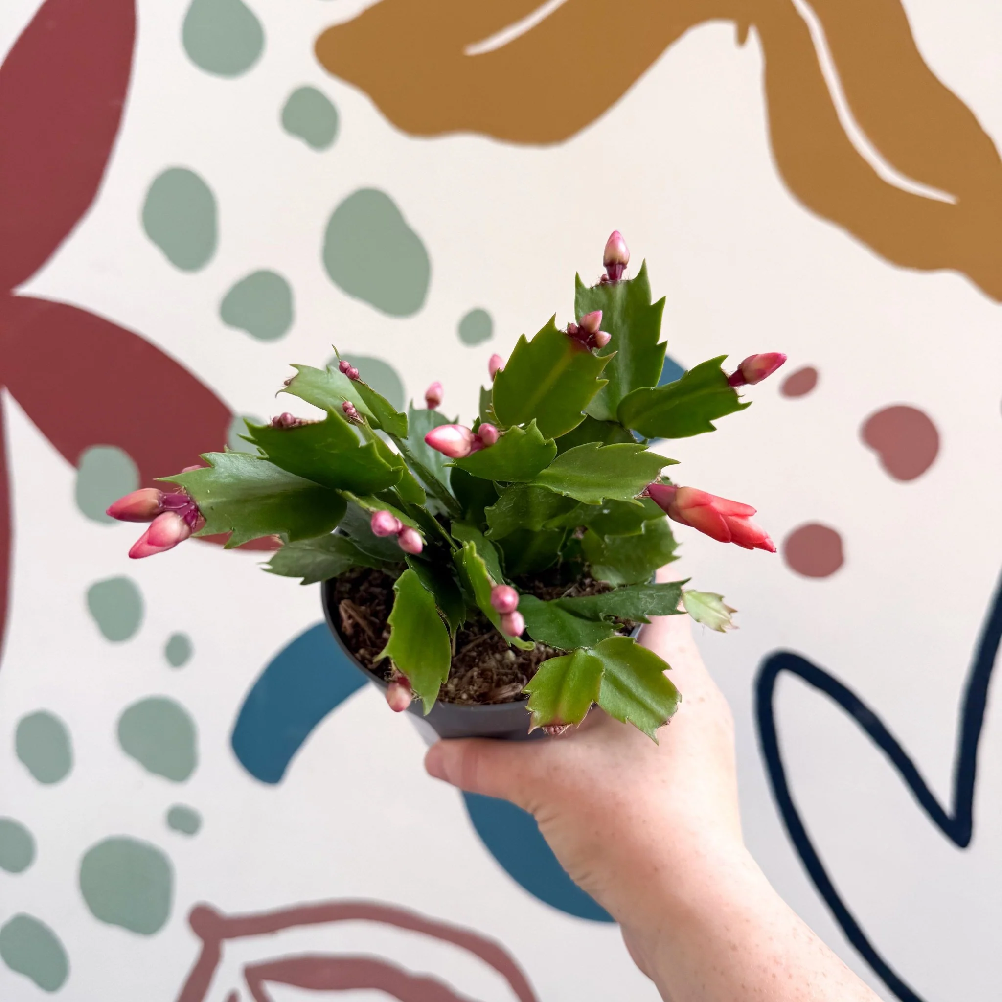 Schlumbergera - Bright Orange Holiday Cactus - Image 4