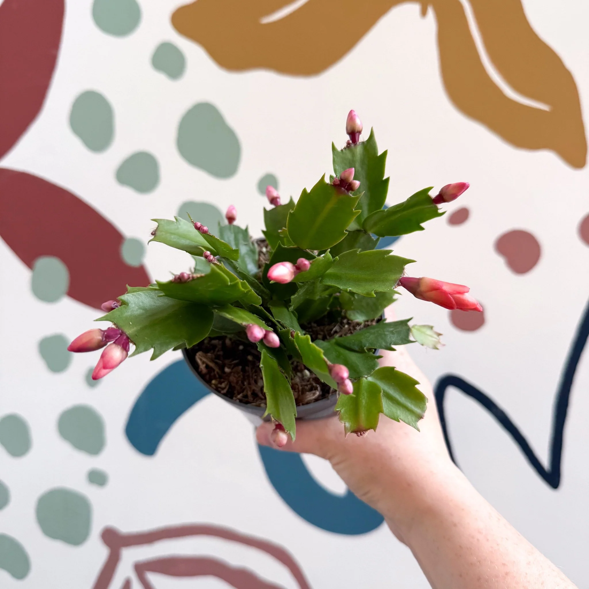 Schlumbergera - Bright Orange Holiday Cactus - Image 5