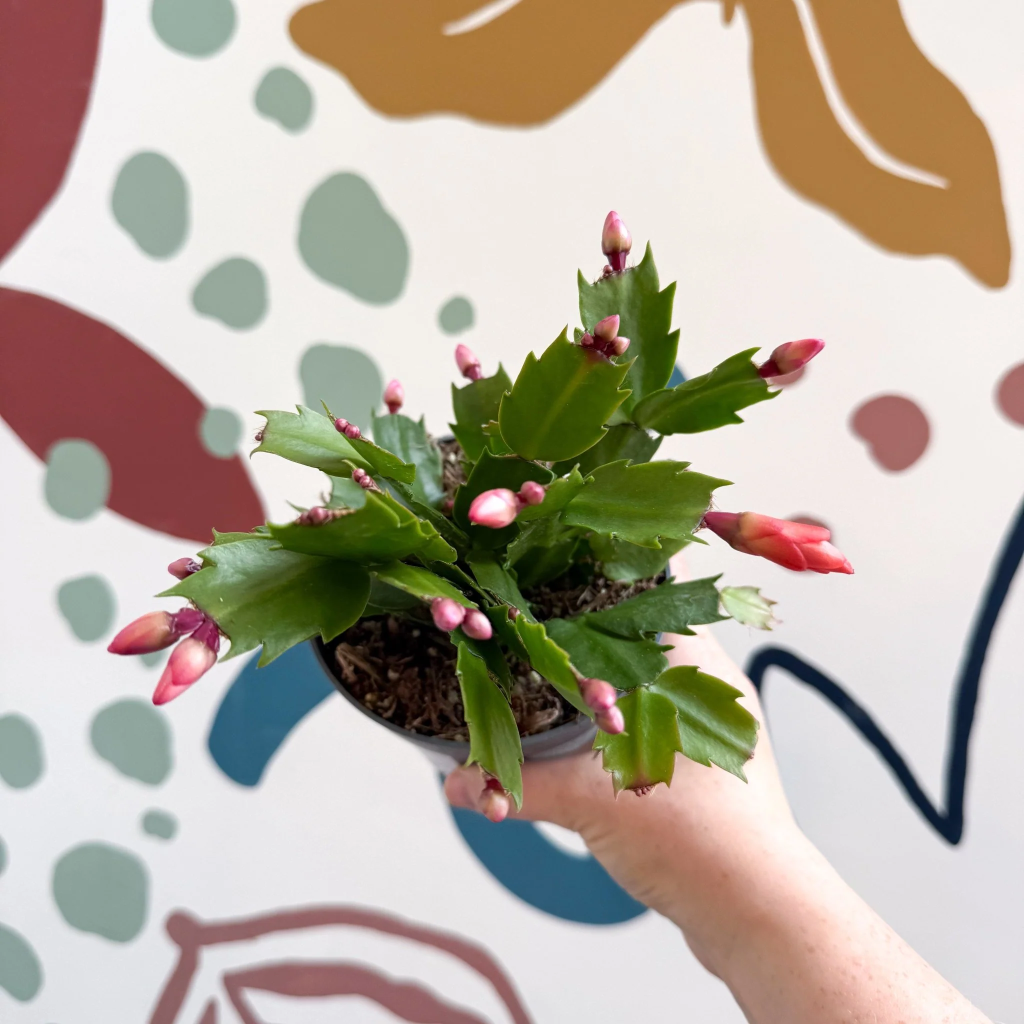 Schlumbergera - Bright Orange Holiday Cactus - Image 6