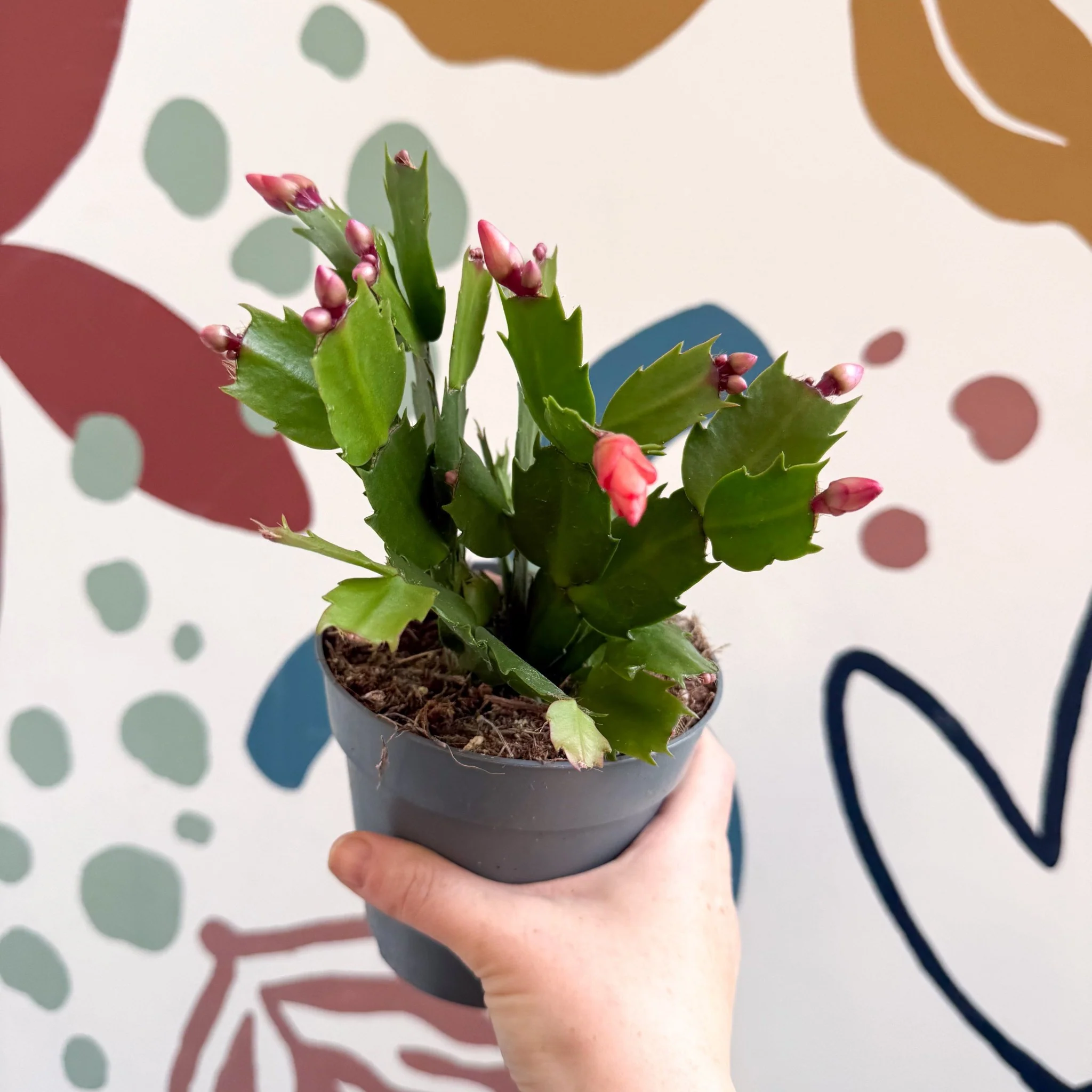 Schlumbergera - Bright Orange Holiday Cactus - Image 7