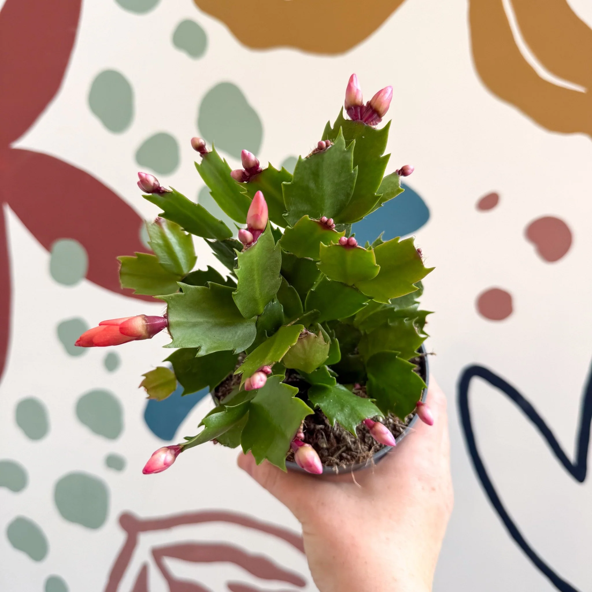 Schlumbergera - Bright Orange Holiday Cactus - Image 8