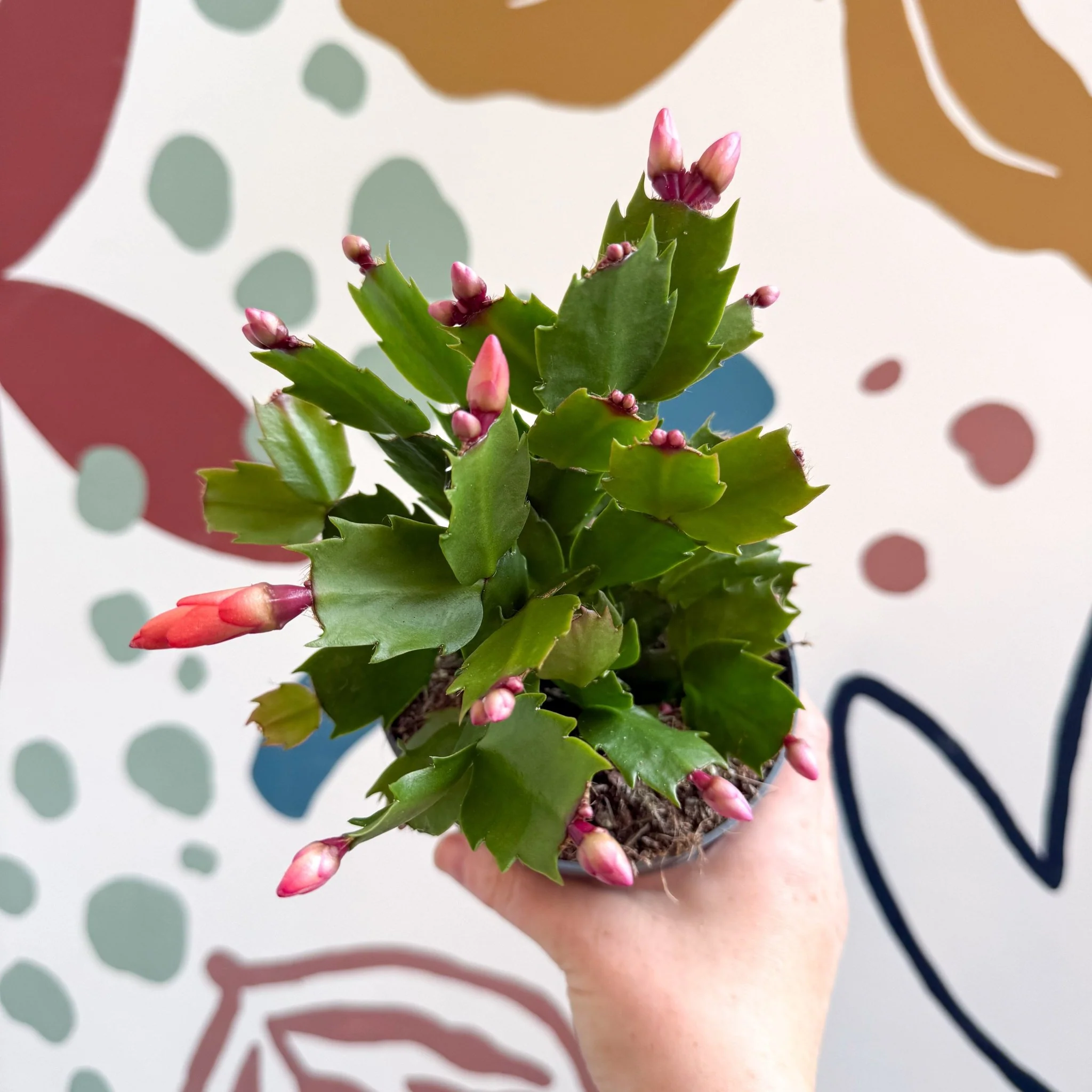 Schlumbergera - Bright Orange Holiday Cactus - Image 9