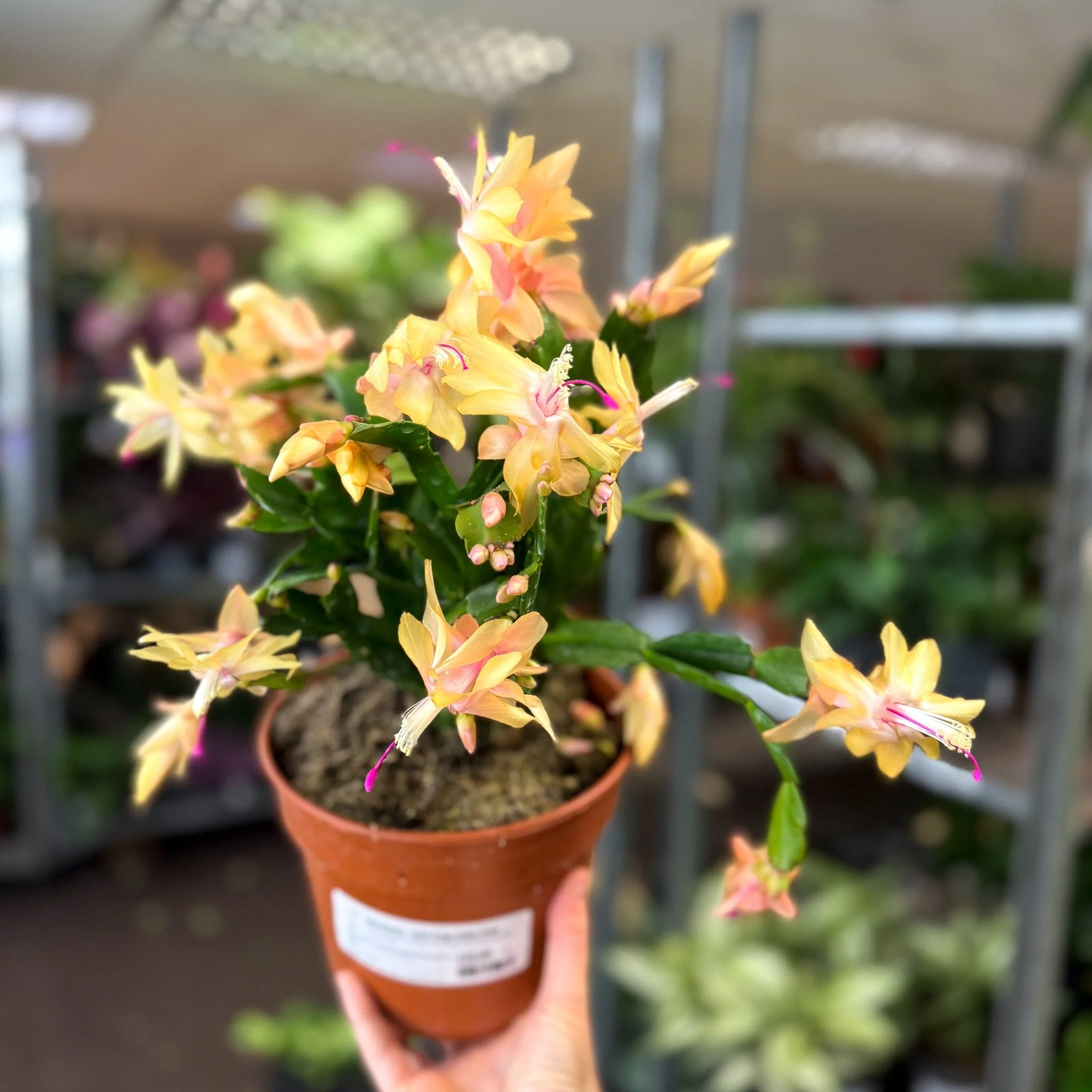 Schlumbergera - Peach Orange Holiday Cactus