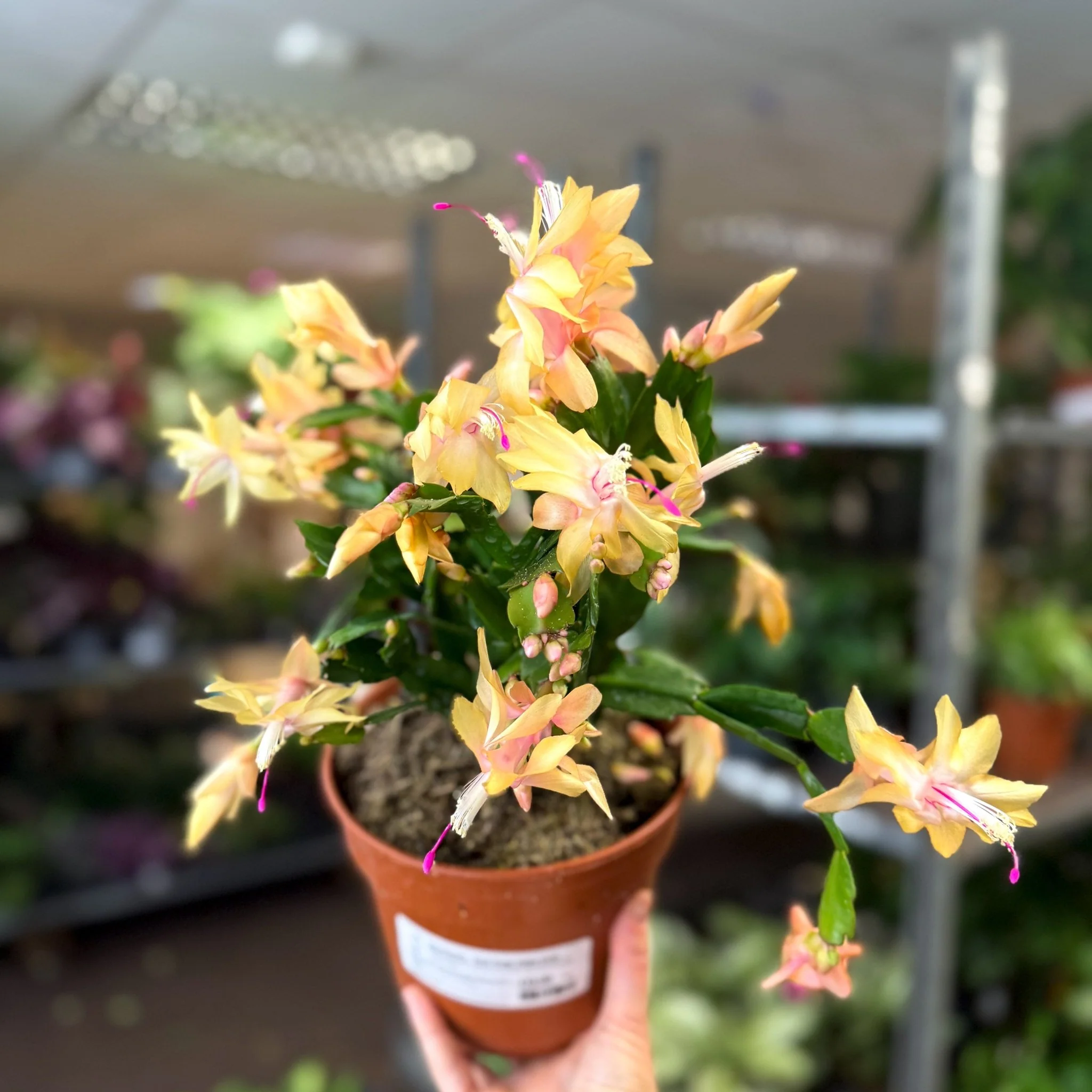 Schlumbergera - Peach Orange Holiday Cactus - Image 2