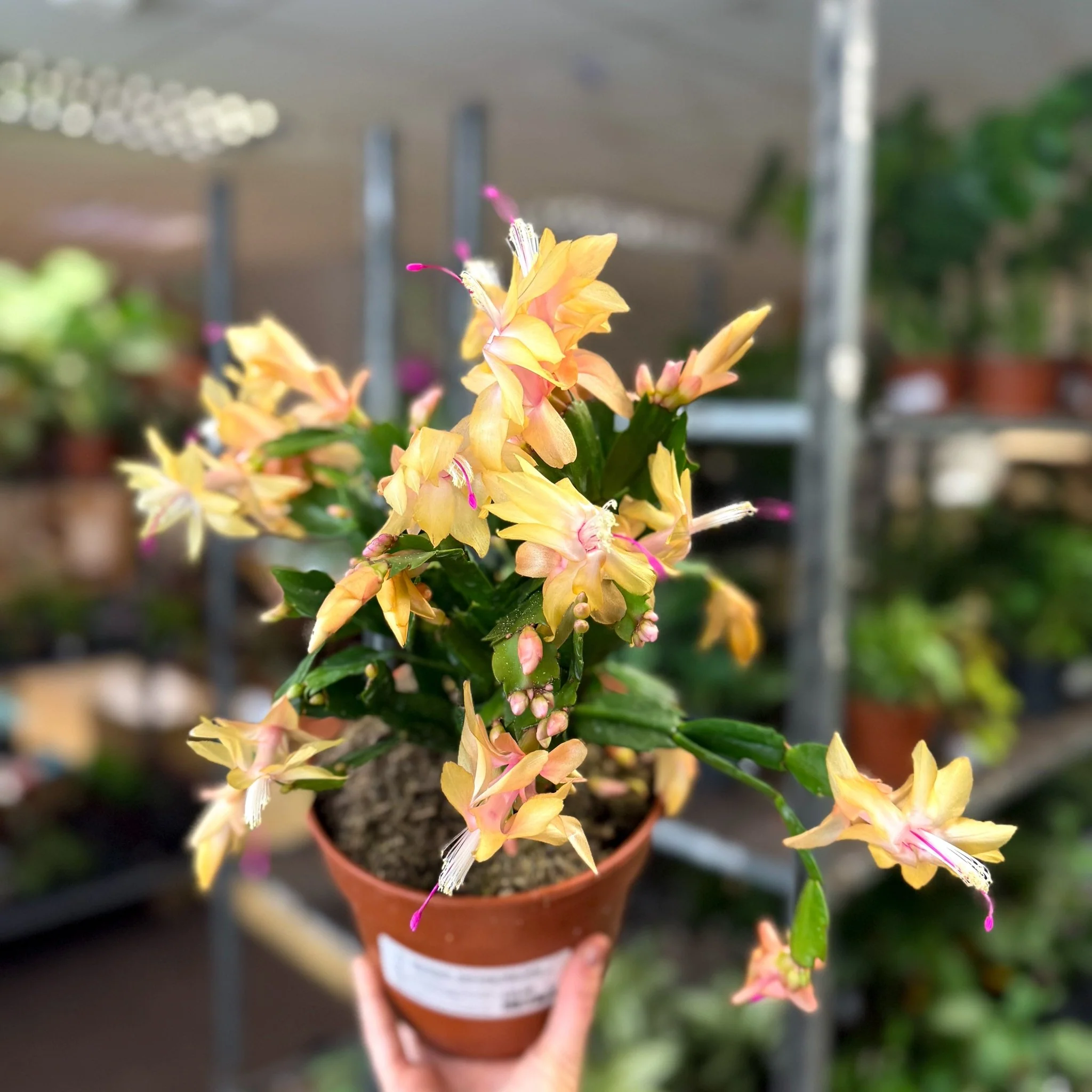 Schlumbergera - Peach Orange Holiday Cactus - Image 3