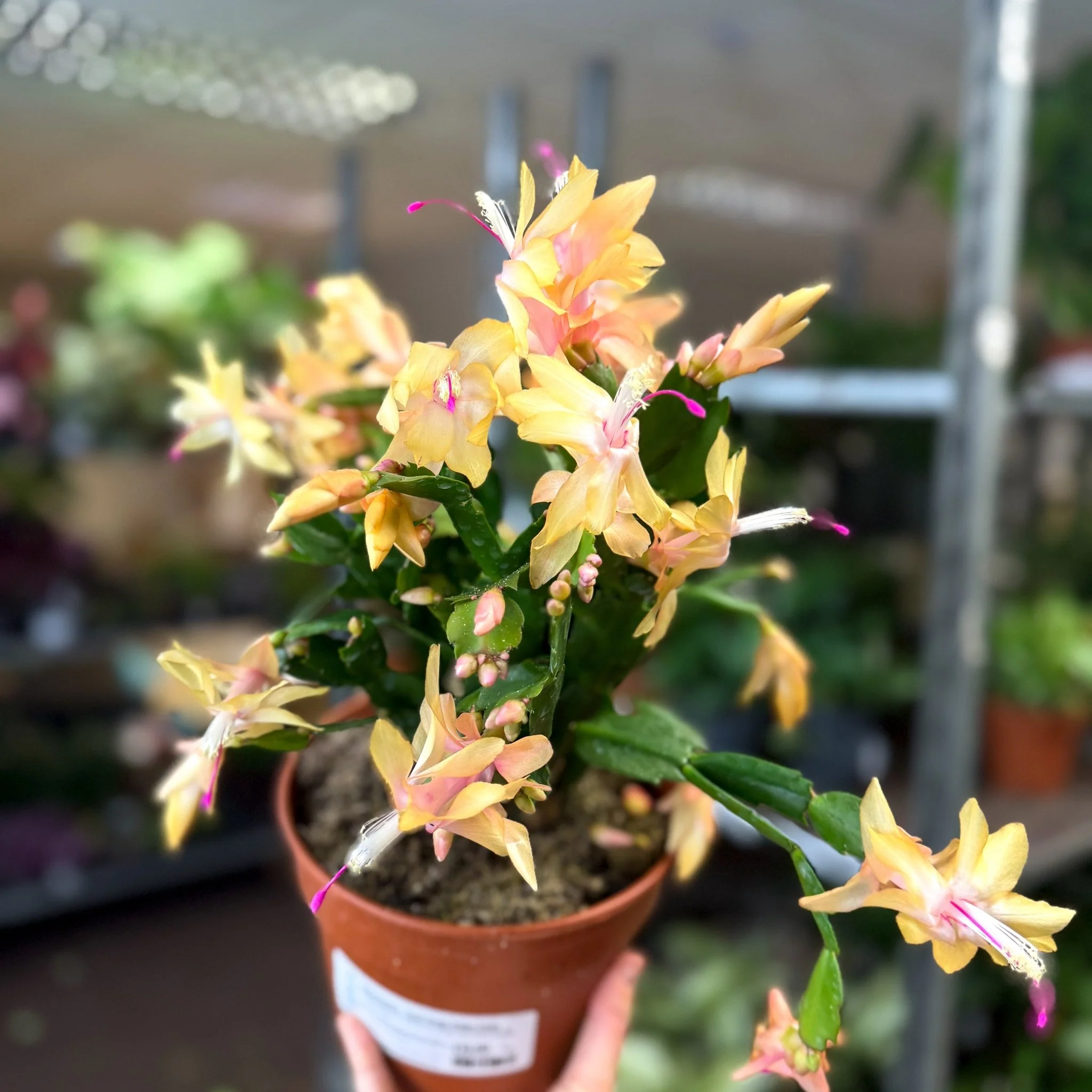 Schlumbergera - Peach Orange Holiday Cactus - Image 4