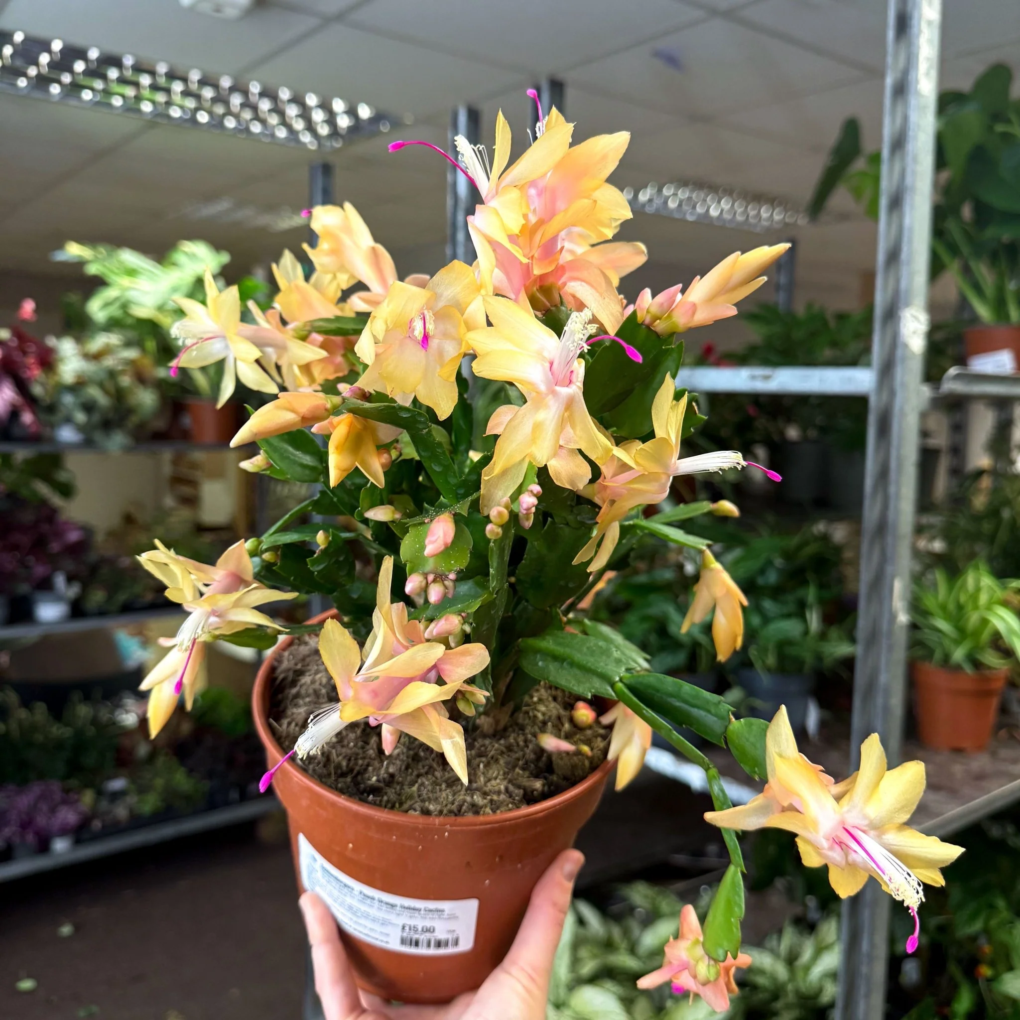 Schlumbergera - Peach Orange Holiday Cactus - Image 5