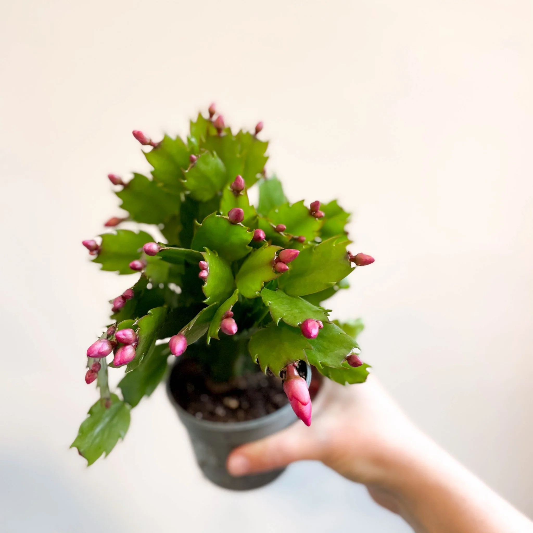 Schlumbergera 'Purple Brazil' - Image 10