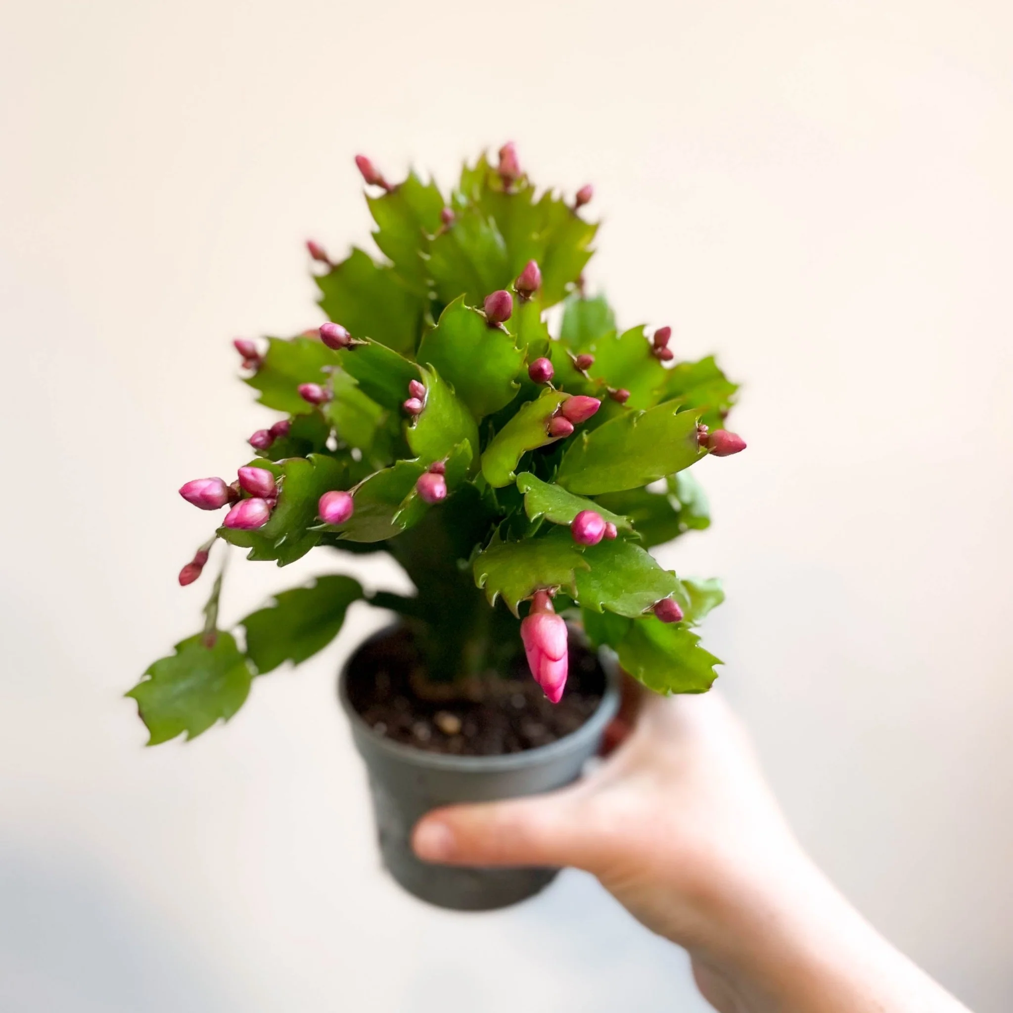 Schlumbergera 'Purple Brazil' - Image 11
