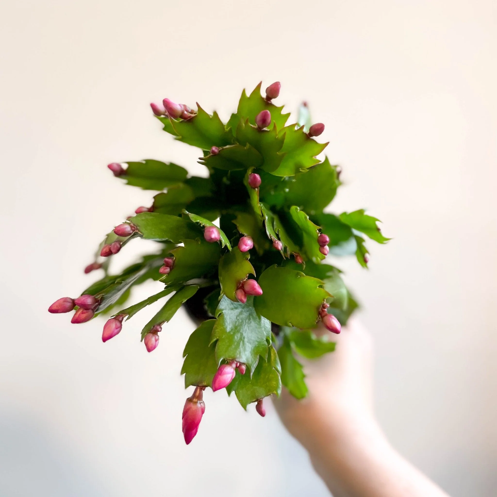Schlumbergera 'Purple Brazil' - Image 12