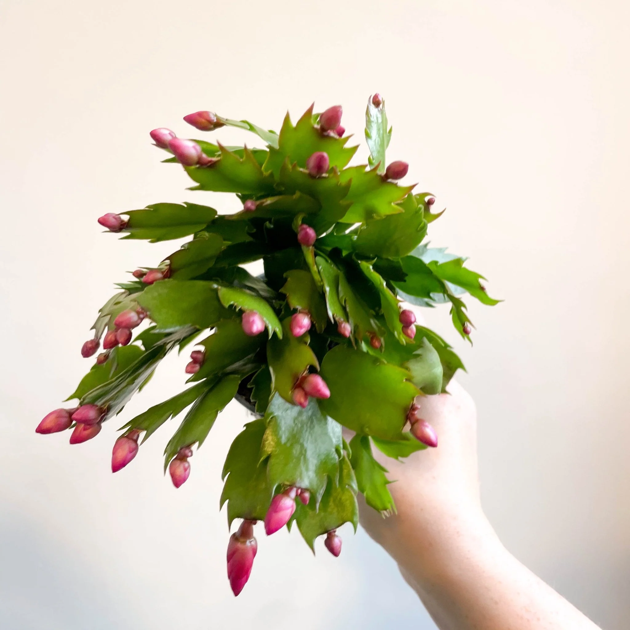 Schlumbergera 'Purple Brazil' - Image 13