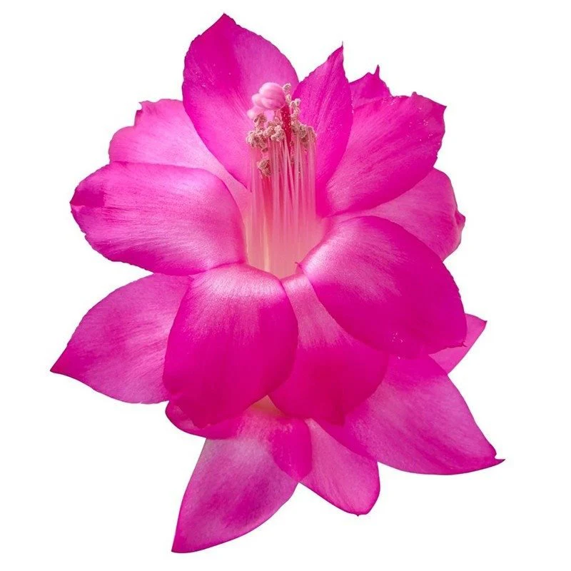 Schlumbergera 'Purple Brazil' - Image 2