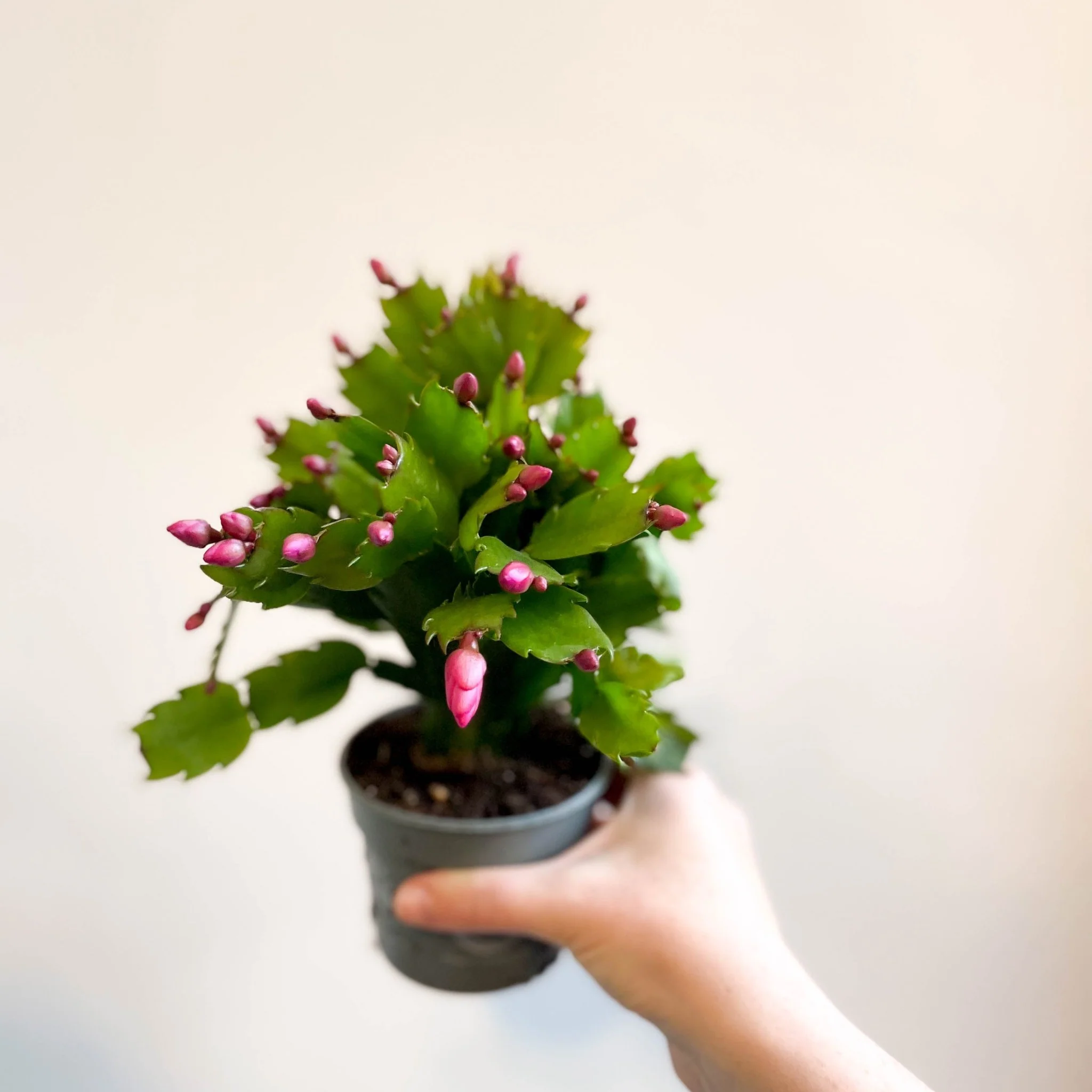 Schlumbergera 'Purple Brazil' - Image 3