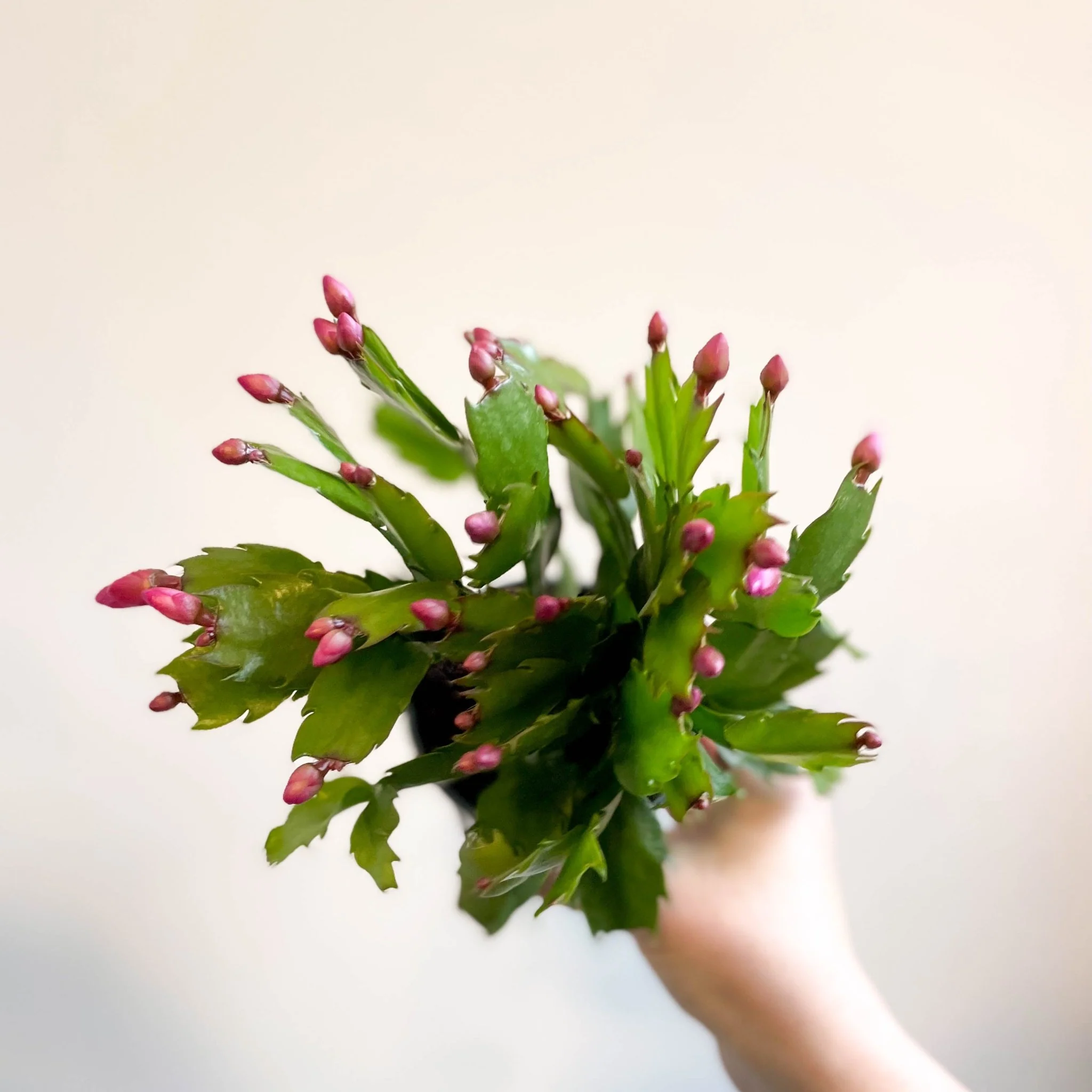 Schlumbergera 'Purple Brazil' - Image 4