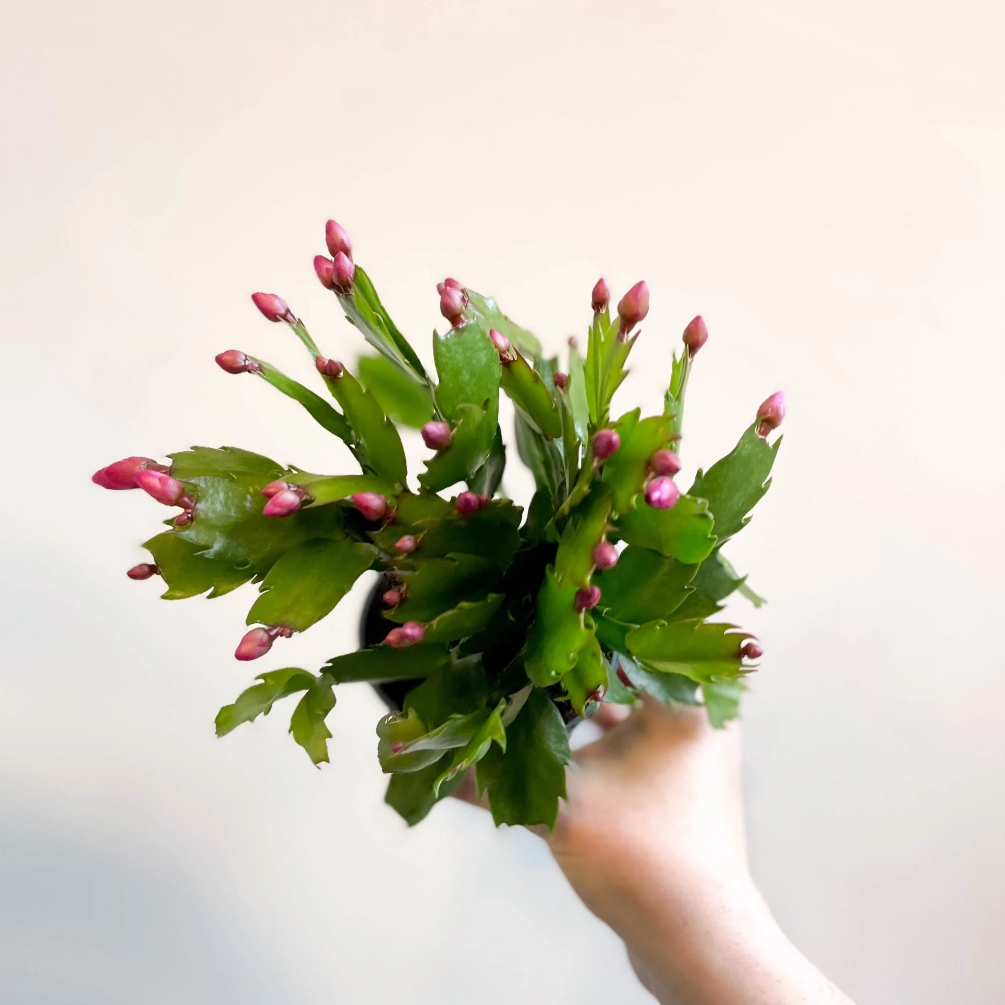 Schlumbergera 'Purple Brazil' - Image 5