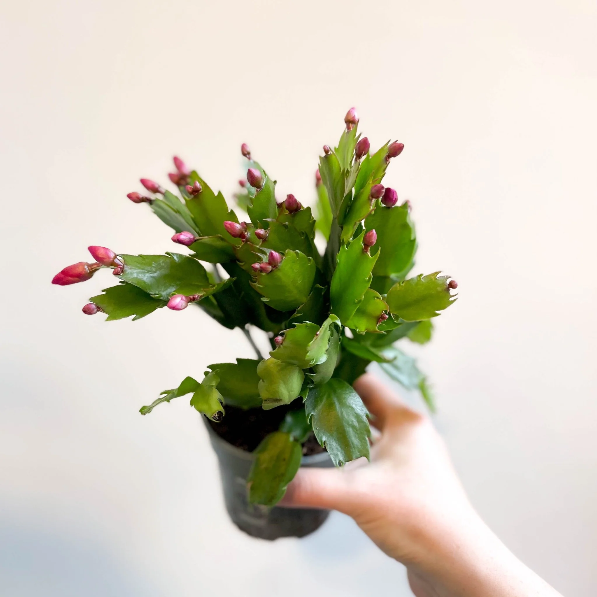Schlumbergera 'Purple Brazil' - Image 6
