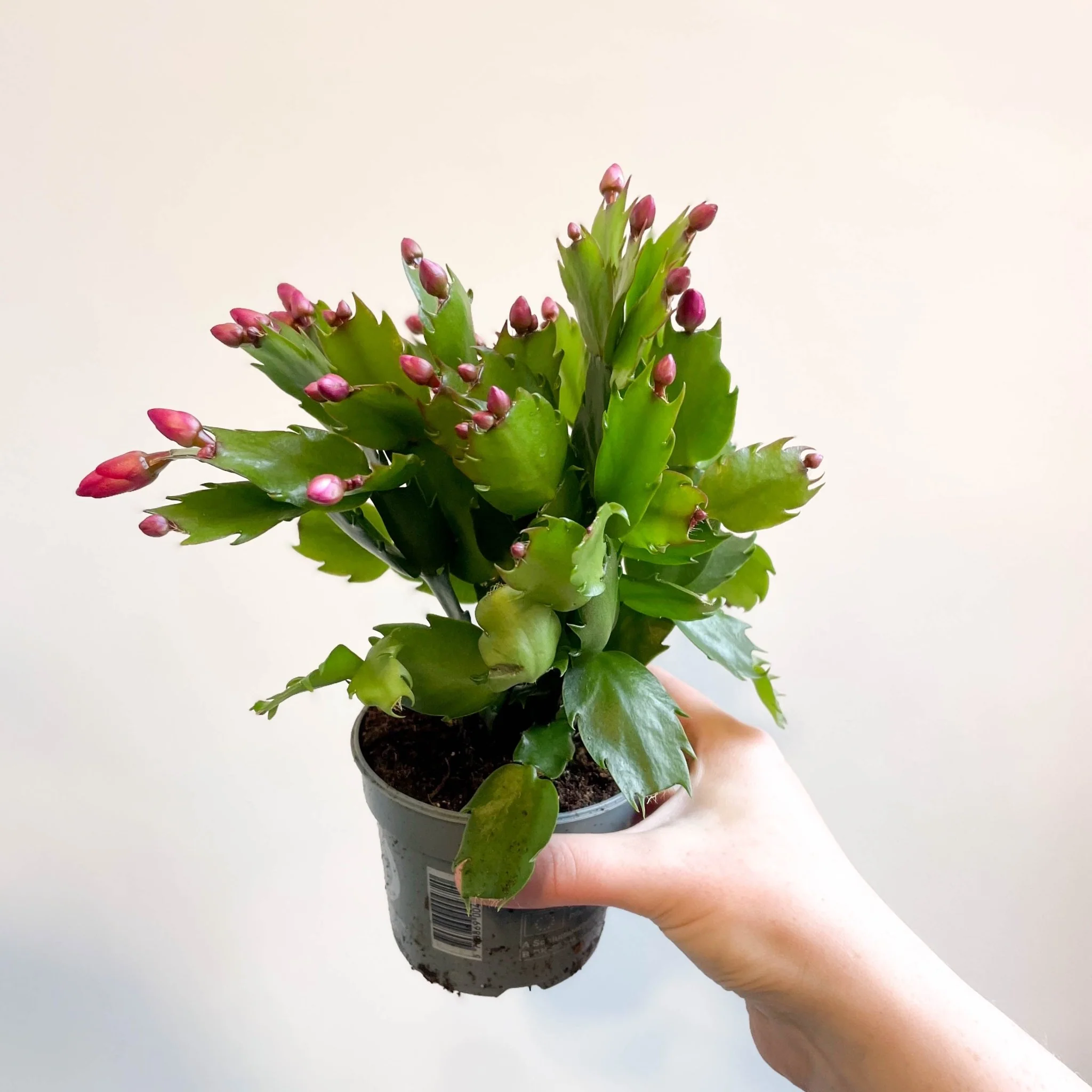 Schlumbergera 'Purple Brazil' - Image 7