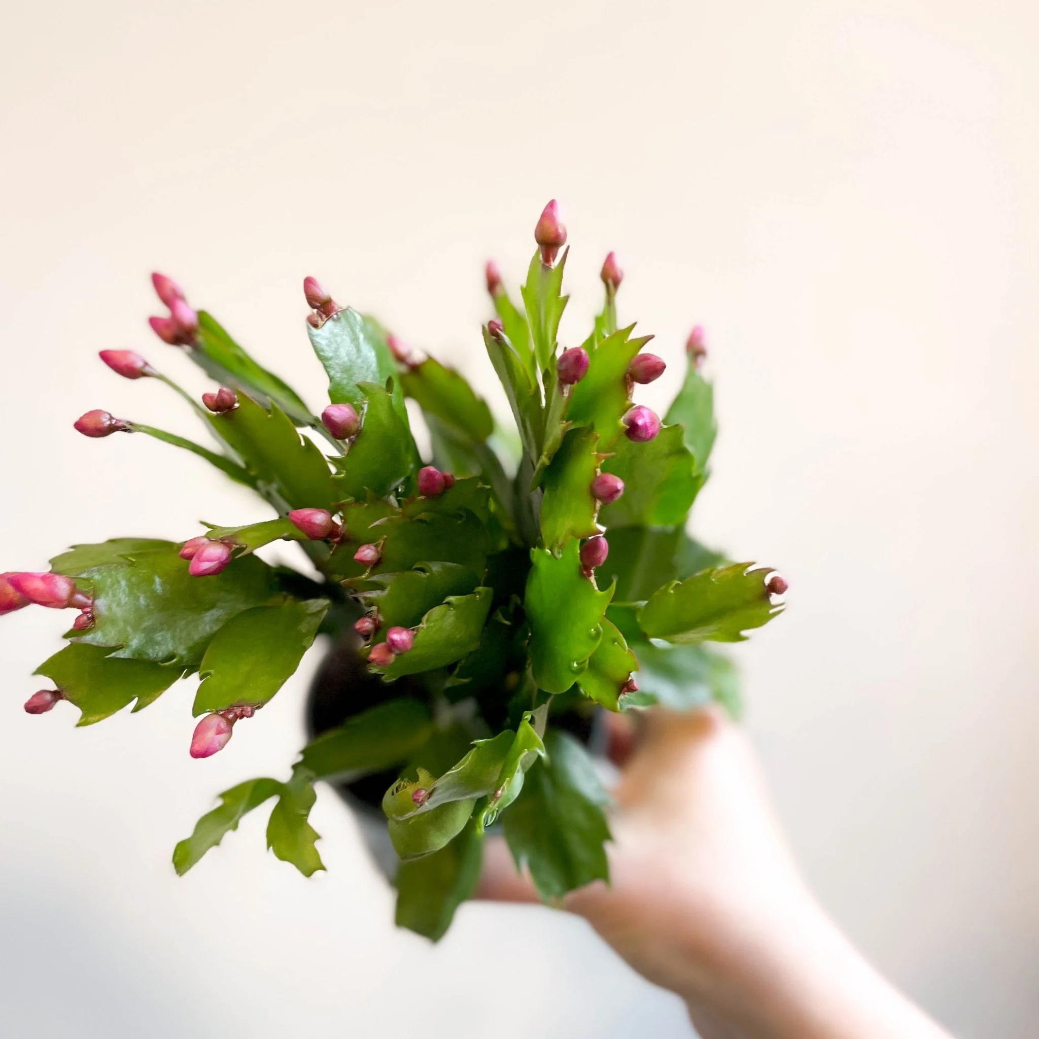 Schlumbergera 'Purple Brazil' - Image 8