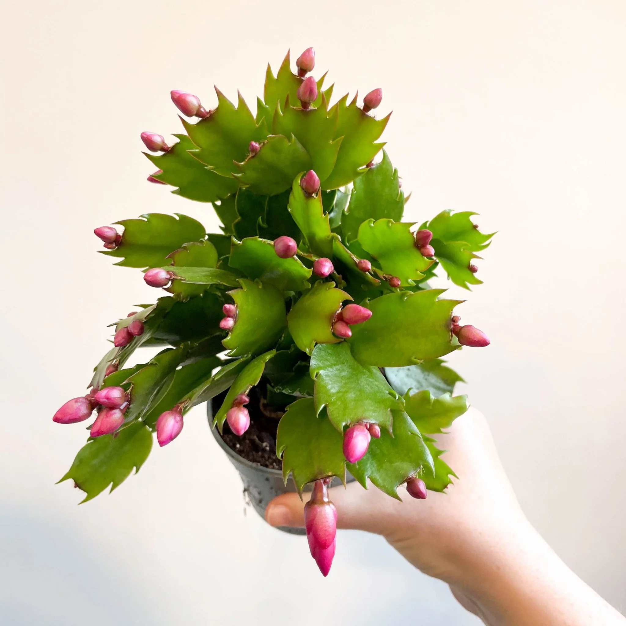 Schlumbergera 'Purple Brazil' - Image 9