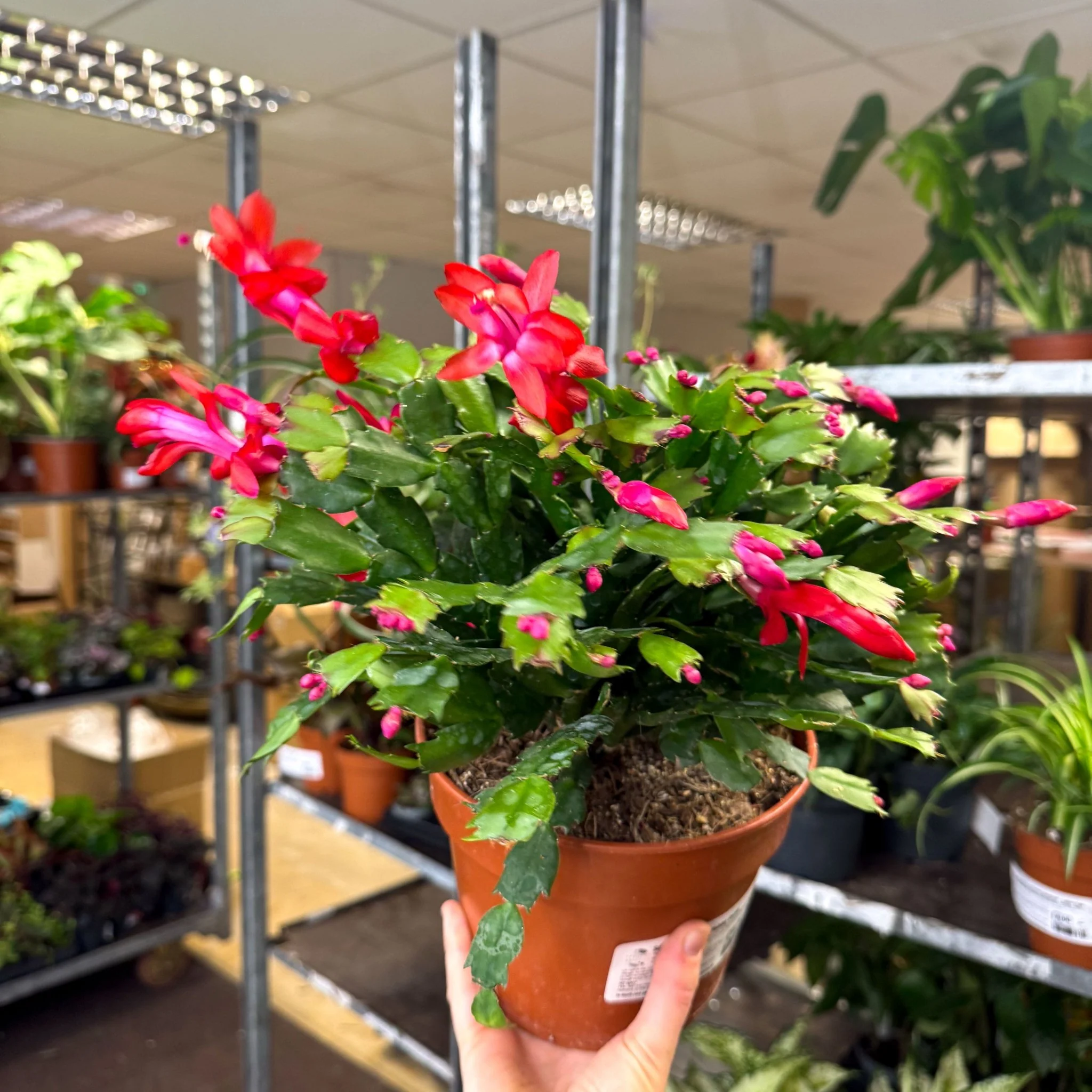 Schlumbergera - Red Holiday Cactus - Image 2