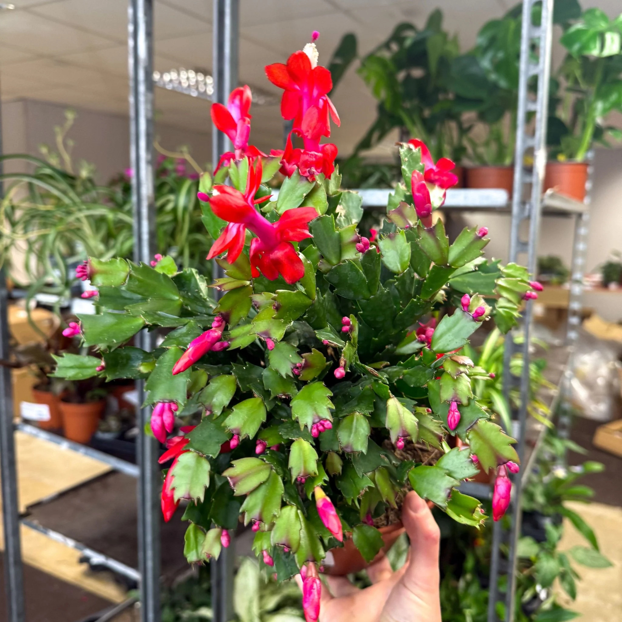 Schlumbergera - Red Holiday Cactus - Image 3