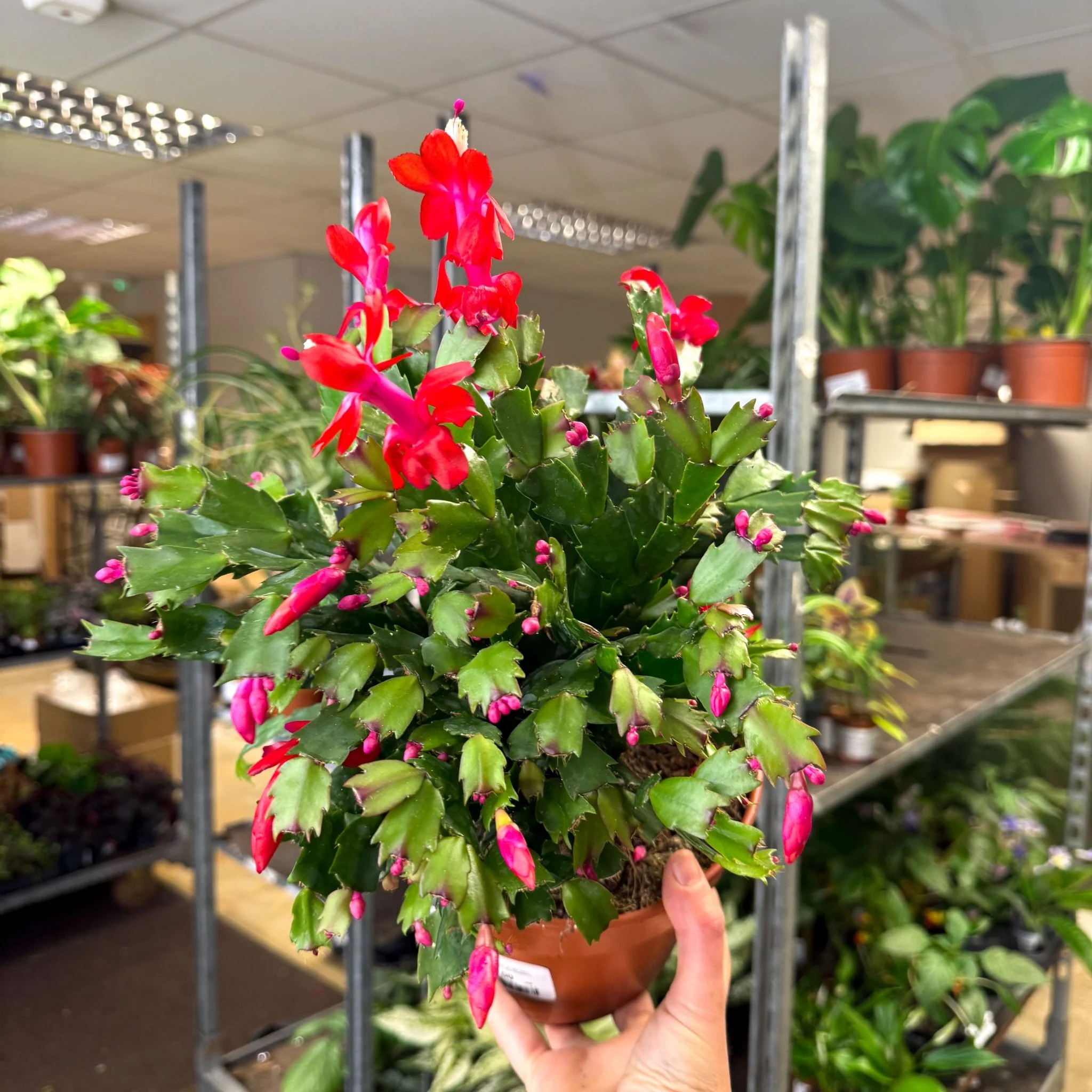 Schlumbergera - Red Holiday Cactus - Image 4