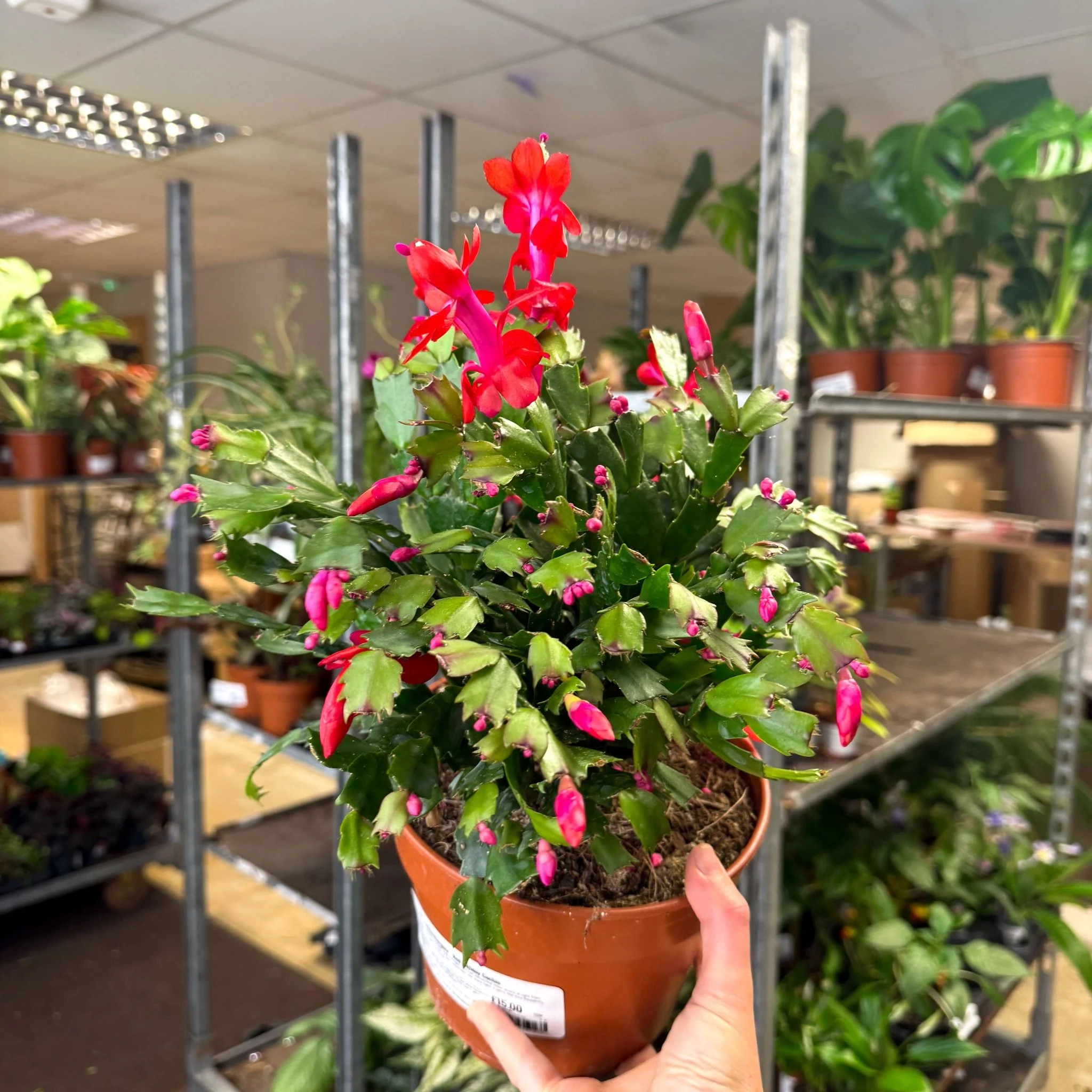 Schlumbergera - Red Holiday Cactus - Image 5