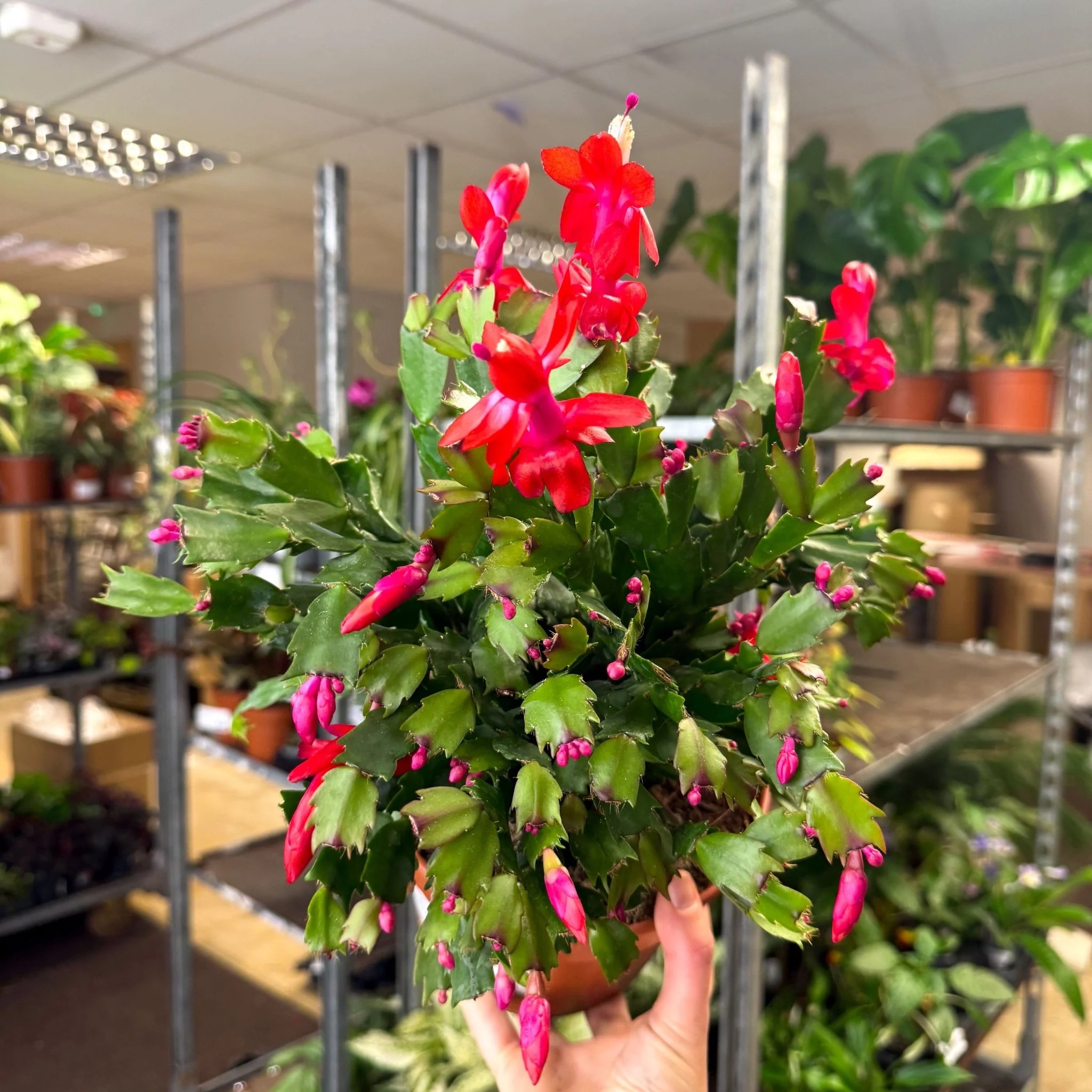 Schlumbergera - Red Holiday Cactus - Image 6