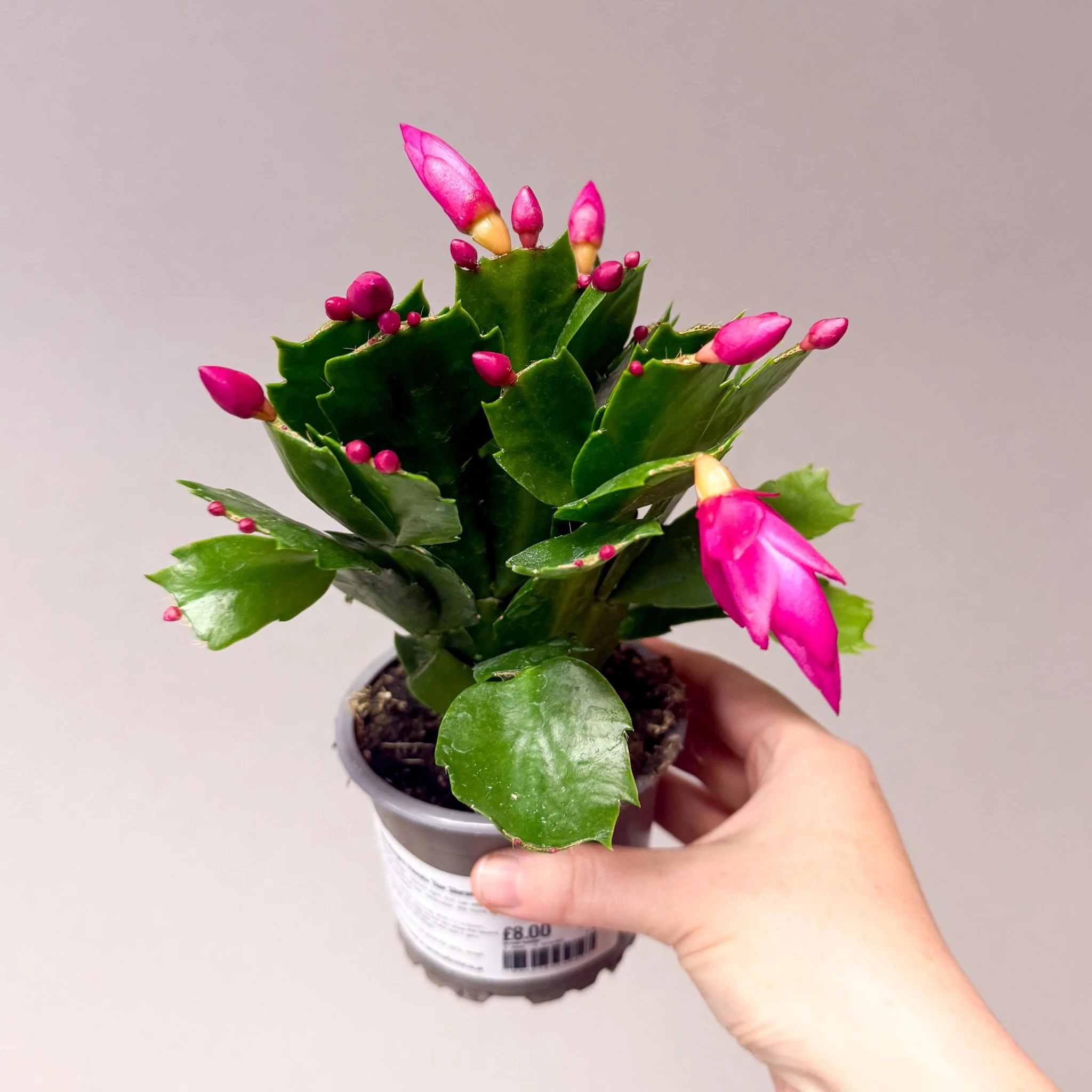 Schlumbergera truncata ‘Thor Carolyne' - Bright Pink Holiday Cactus