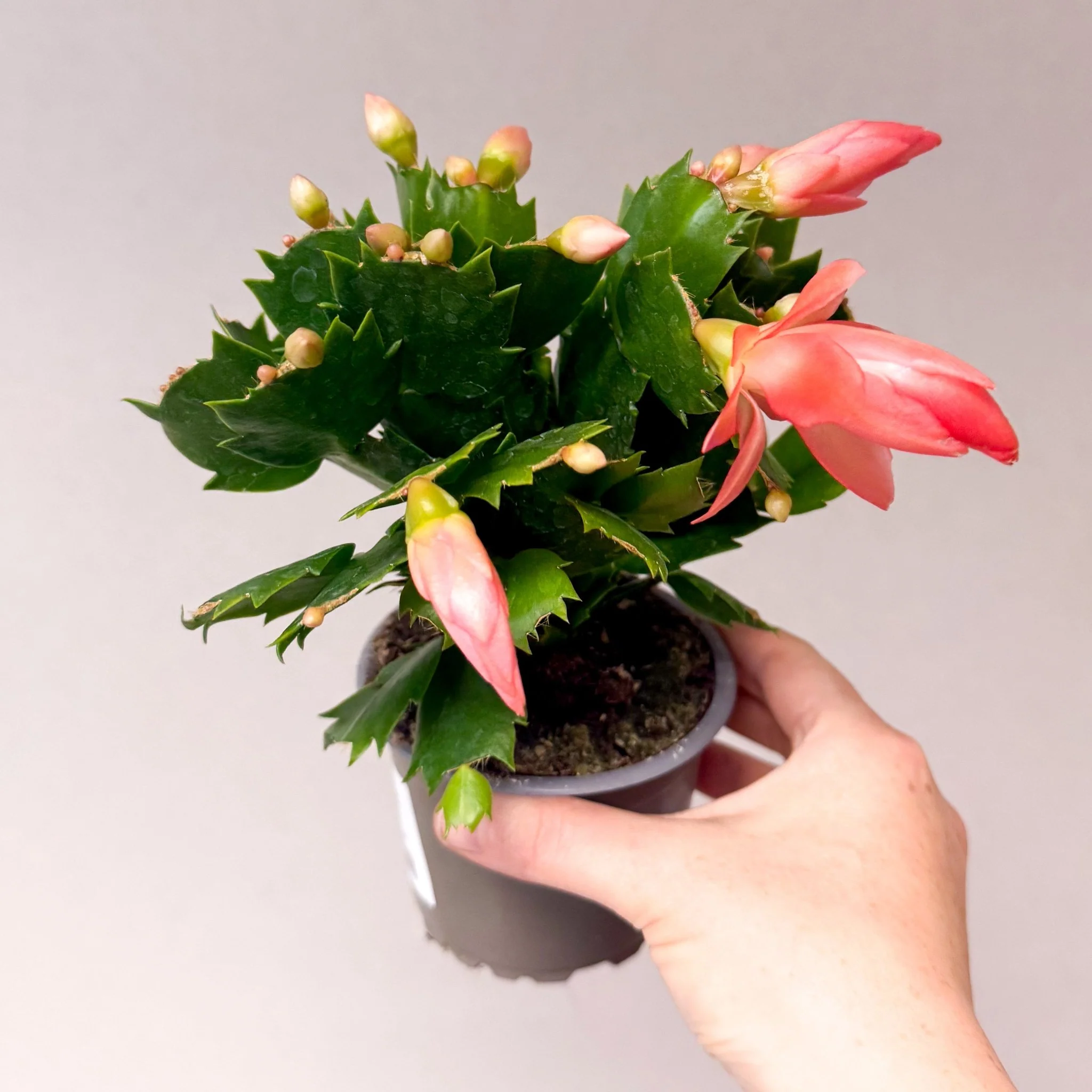 Schlumbergera truncata ‘Thor Freya' - Peach Pink Holiday Cactus