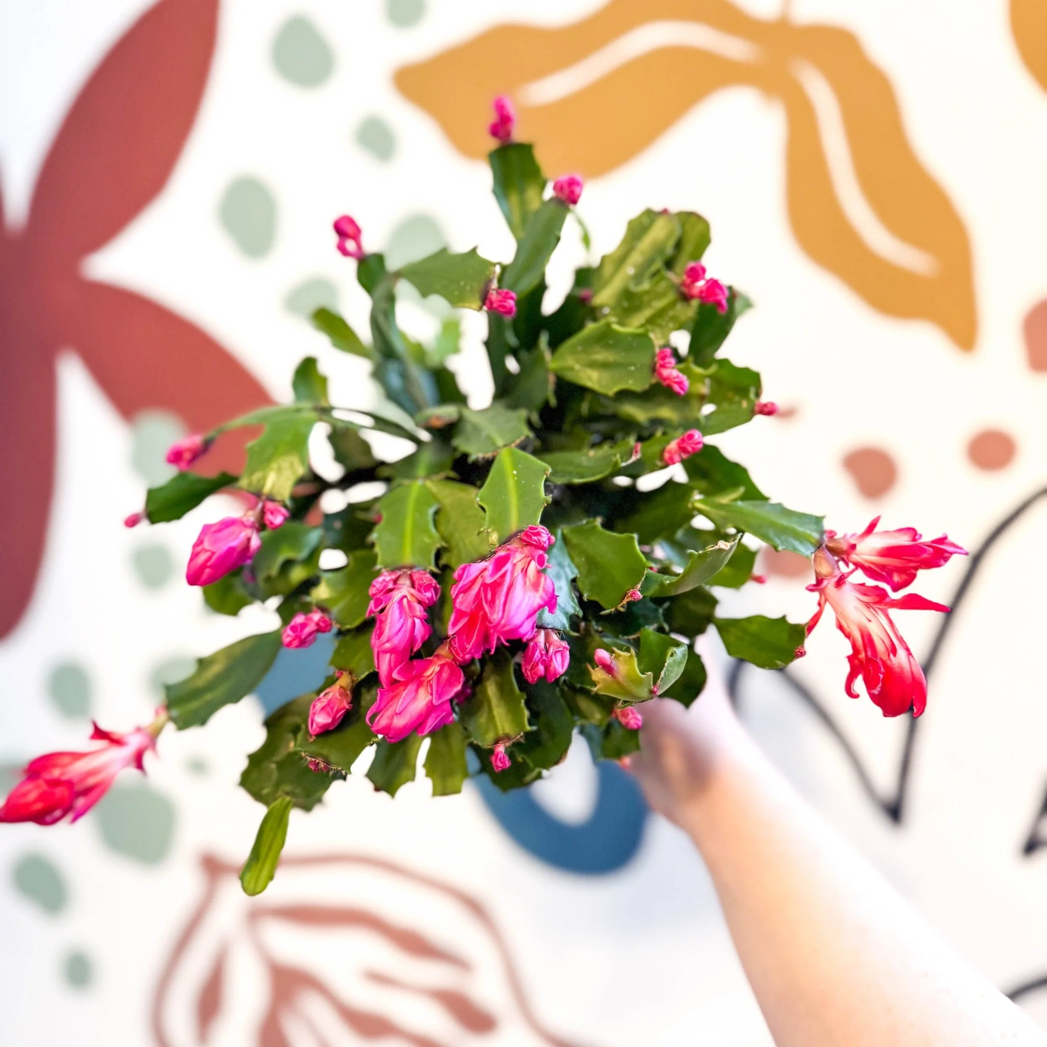 Schlumbergera truncata ‘Thor Wild Pink'