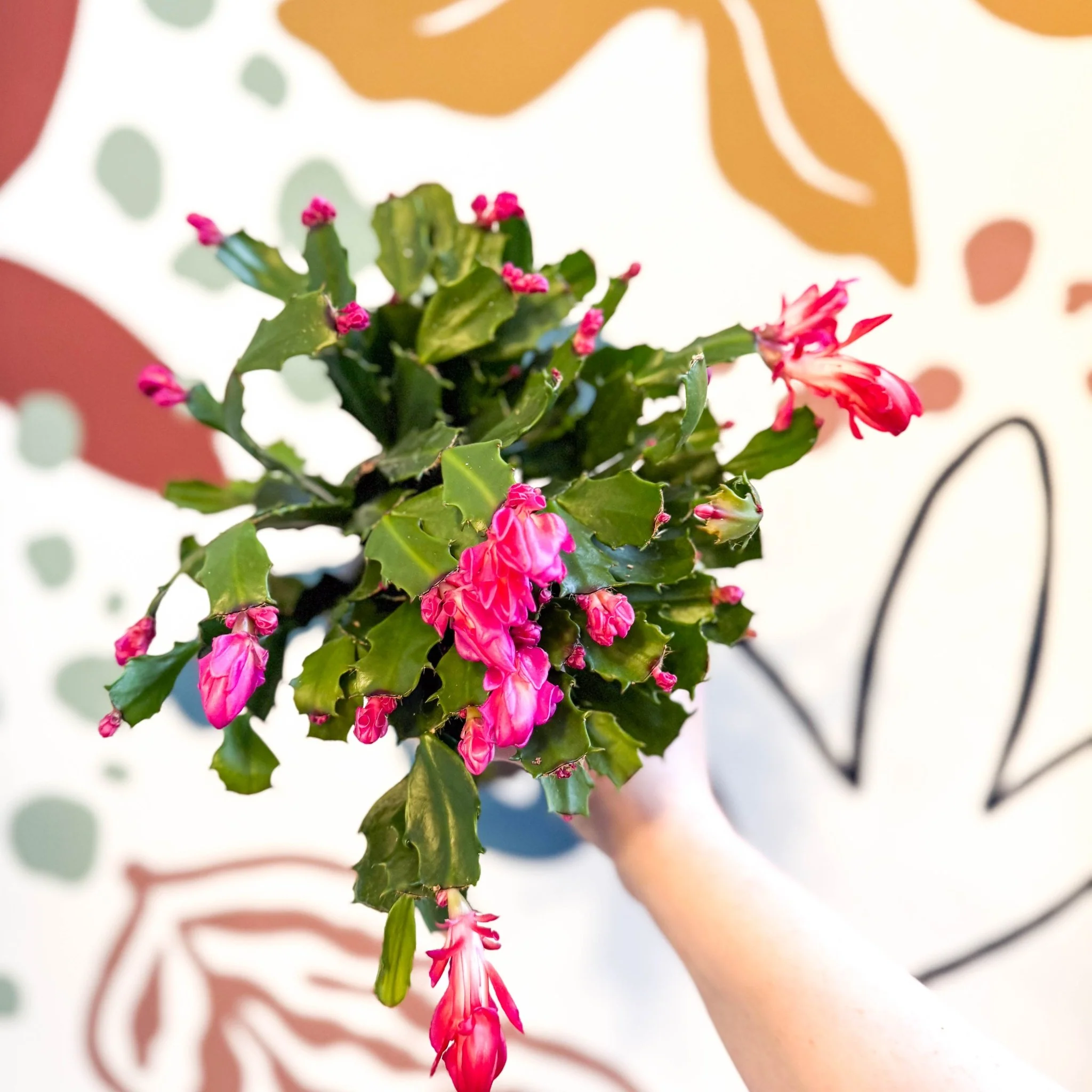 Schlumbergera truncata ‘Thor Wild Pink' - Image 2