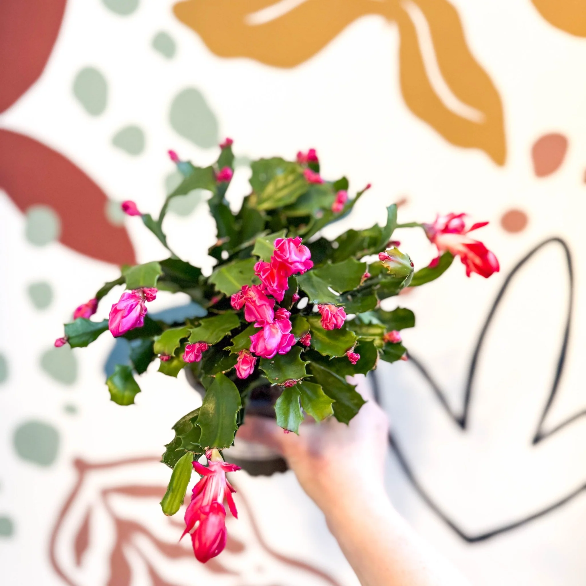 Schlumbergera truncata ‘Thor Wild Pink' - Image 3