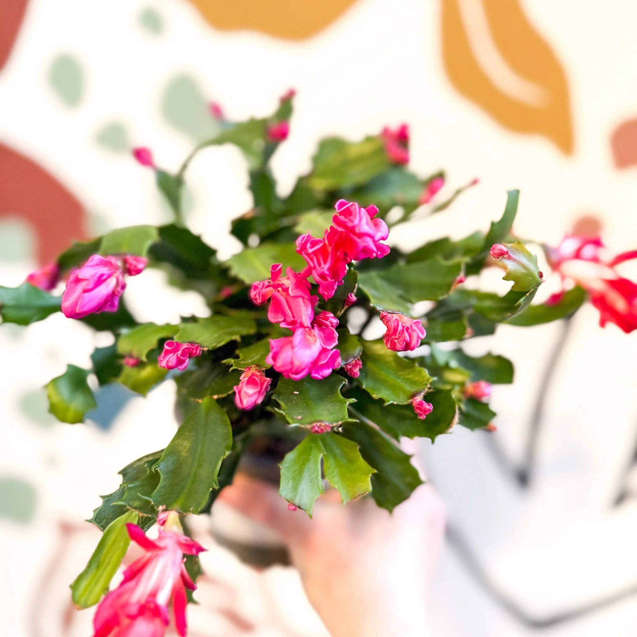 Schlumbergera truncata ‘Thor Wild Pink' - Image 4