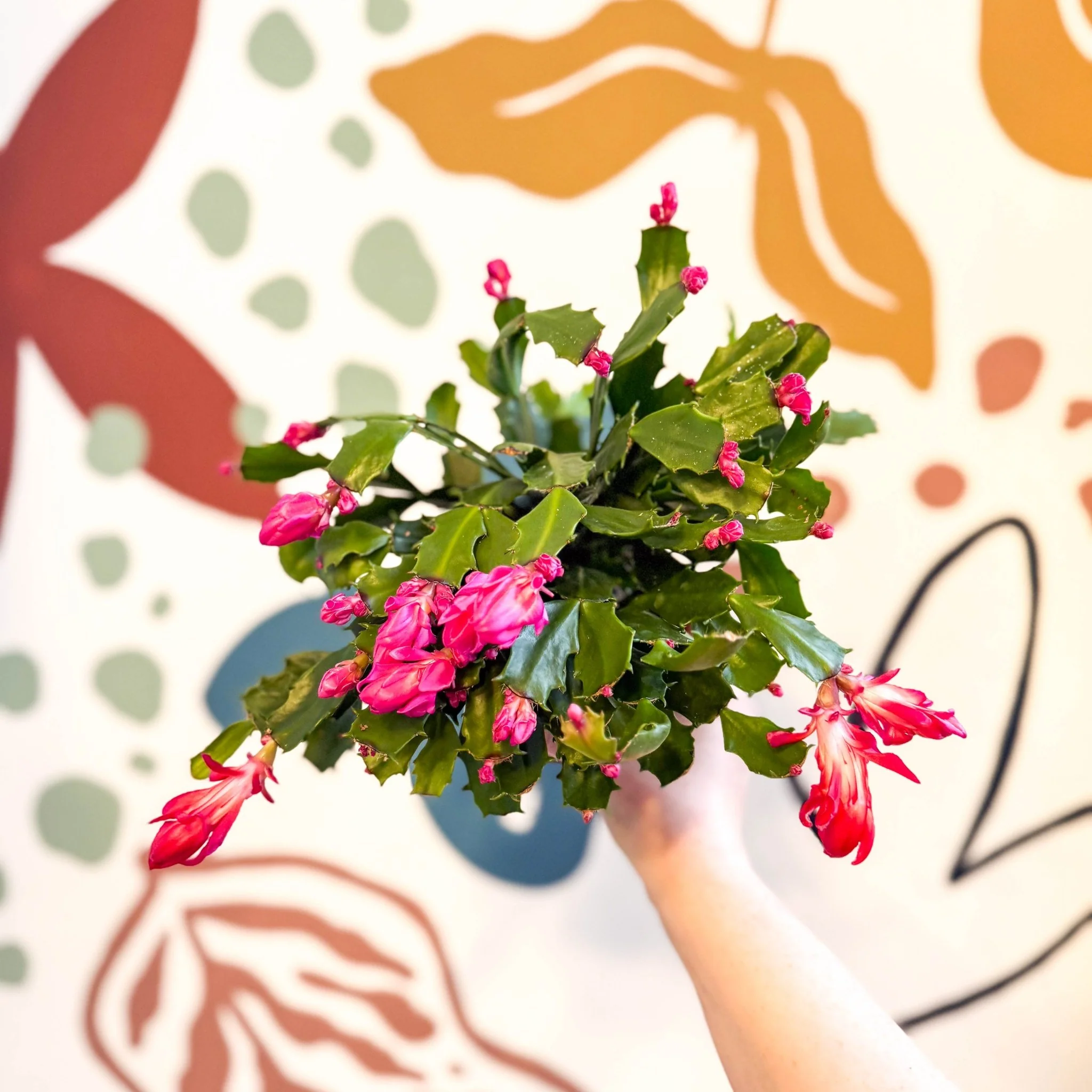 Schlumbergera truncata ‘Thor Wild Pink' - Image 5