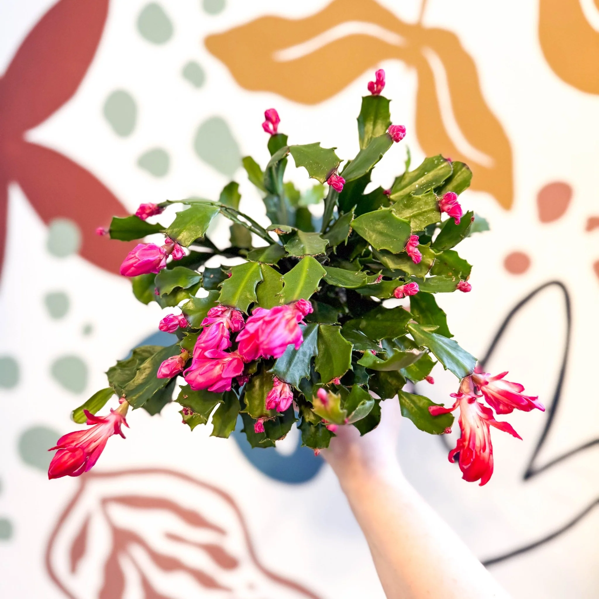 Schlumbergera truncata ‘Thor Wild Pink' - Image 6