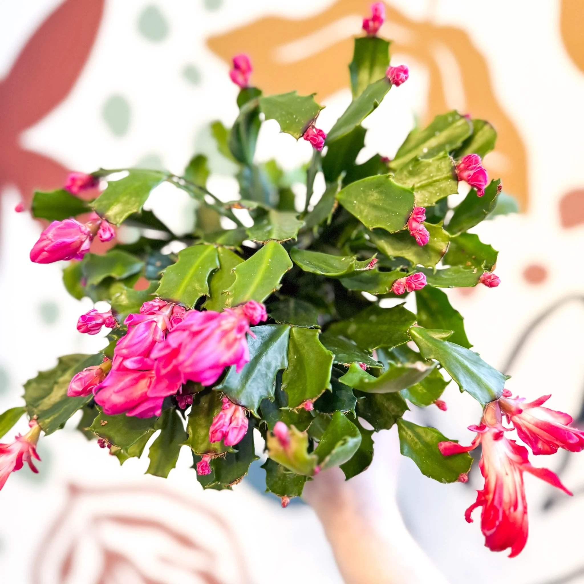 Schlumbergera truncata ‘Thor Wild Pink' - Image 7