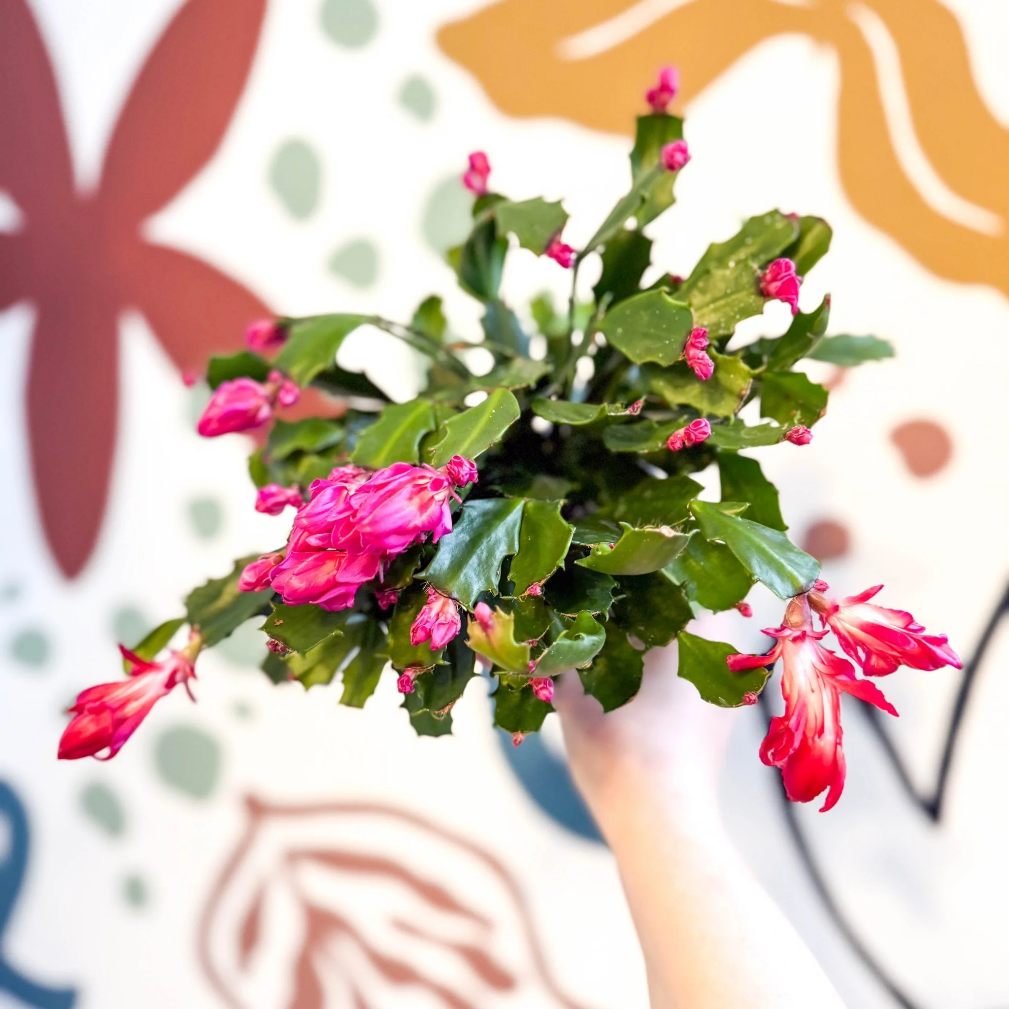 Schlumbergera truncata ‘Thor Wild Pink' - Image 8