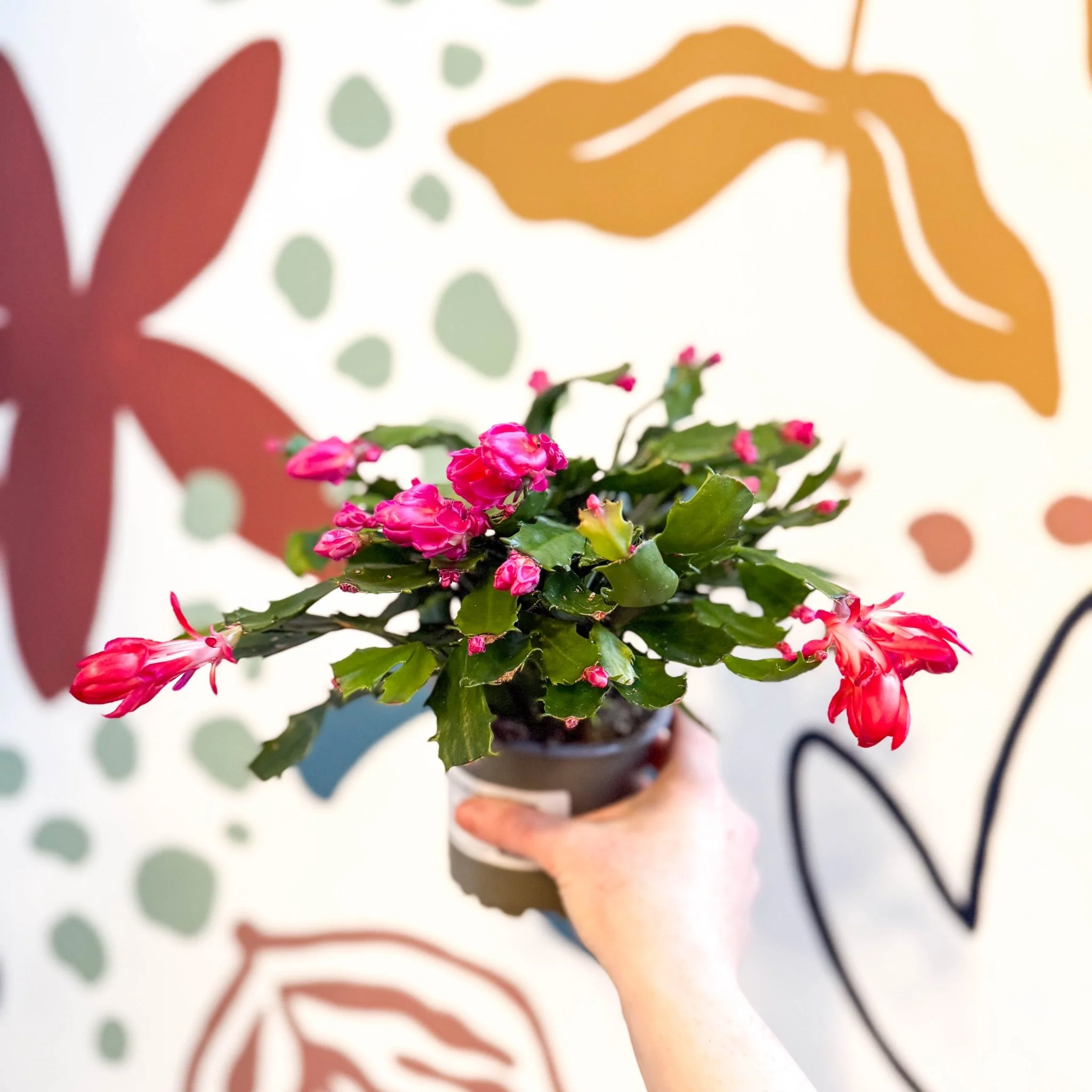 Schlumbergera truncata ‘Thor Wild Pink' - Image 9